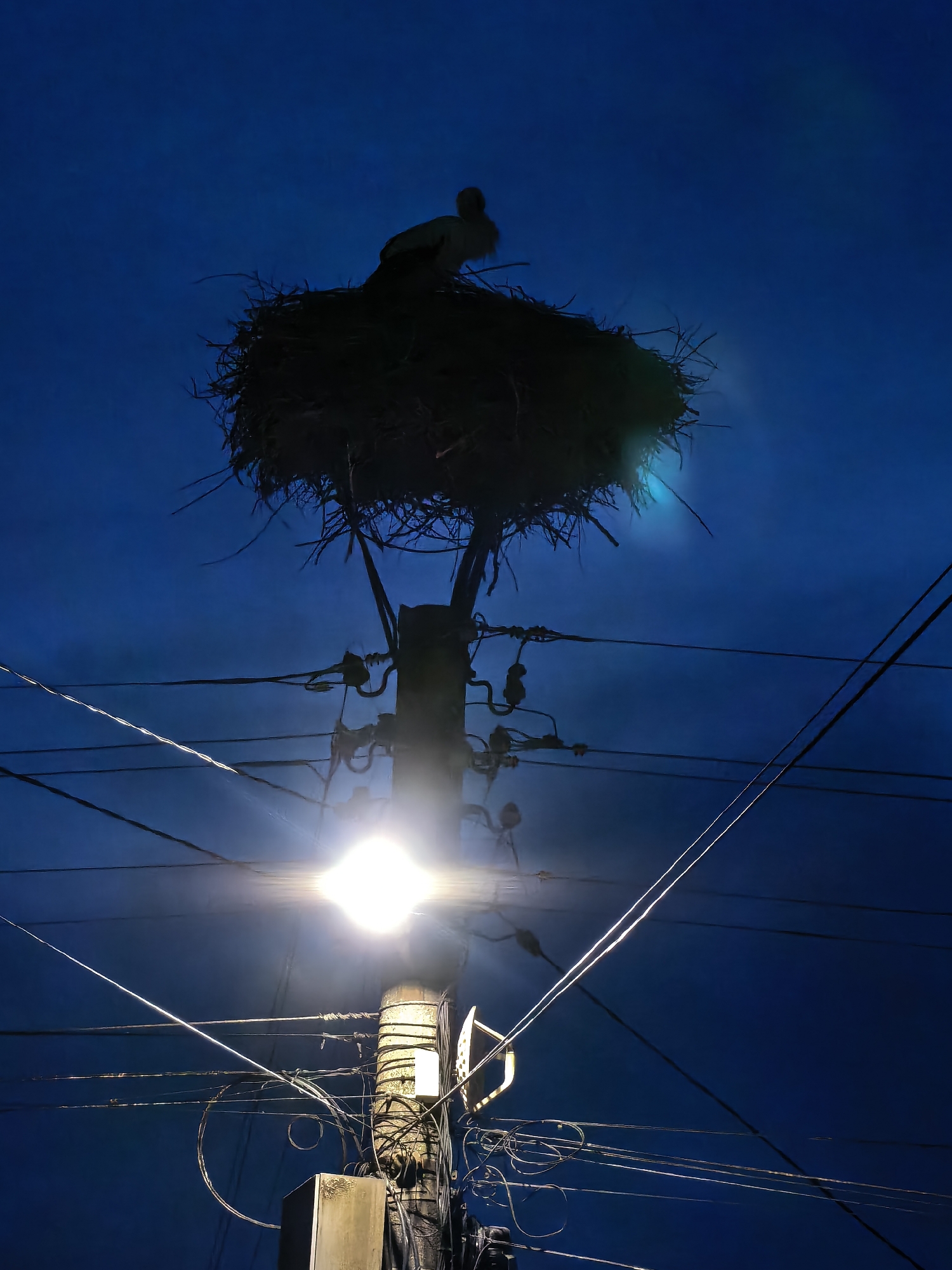 A low-angle, night-time shot shows a stork and its nest atop a utility pole. The sky is deep blue. The nest is a large, dark mass, silhouetted against the sky. A stork is perched on the nest, its form partially visible against the darkness. The utility pole is centered in the frame, with various wires and electrical components attached to it. A bright street lamp is affixed to the pole, casting a strong light that obscures some of the details of the pole and wires. The surrounding environment is dark, with only the outlines of other poles and wires visible against the night sky.