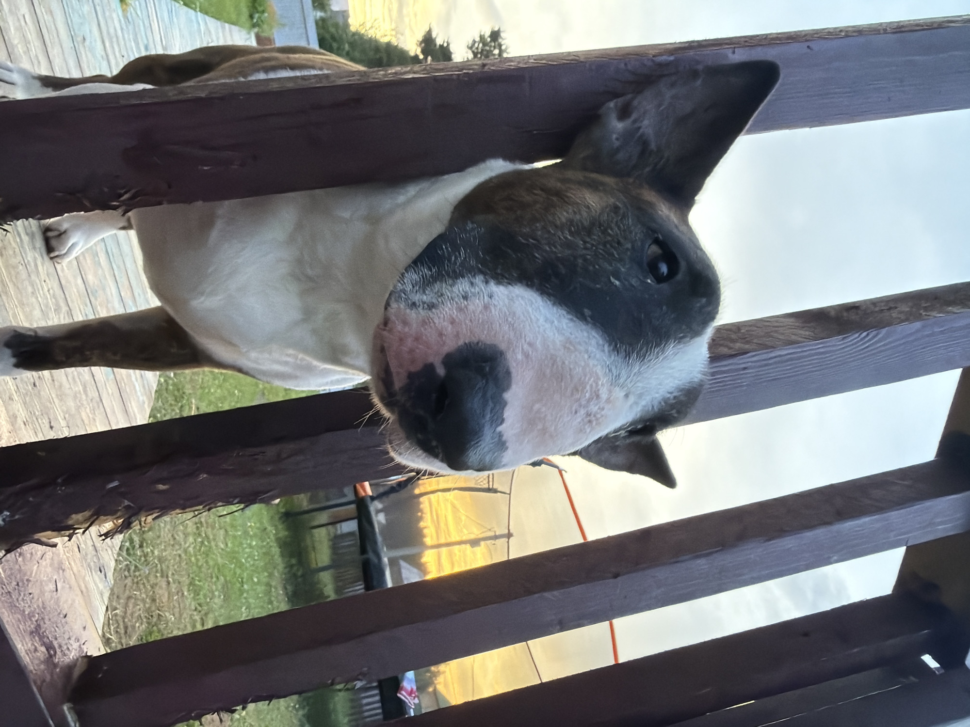 A bull terrier dog is standing on a wooden deck, peeking through a wooden fence. The dog has a white chest and legs, with brown and white patches on its head and body. Its ears are pointed upwards, and its eyes are looking directly at the camera. The background shows a yard with green grass and trees. In the distance, there is a trampoline and a sunset with orange and yellow hues. The scene appears to be in a suburban or rural area, possibly in Chaikovsky, Russia, given the presence of a trampoline and the natural landscape. The lighting suggests it is either early morning or late evening, during golden hour.