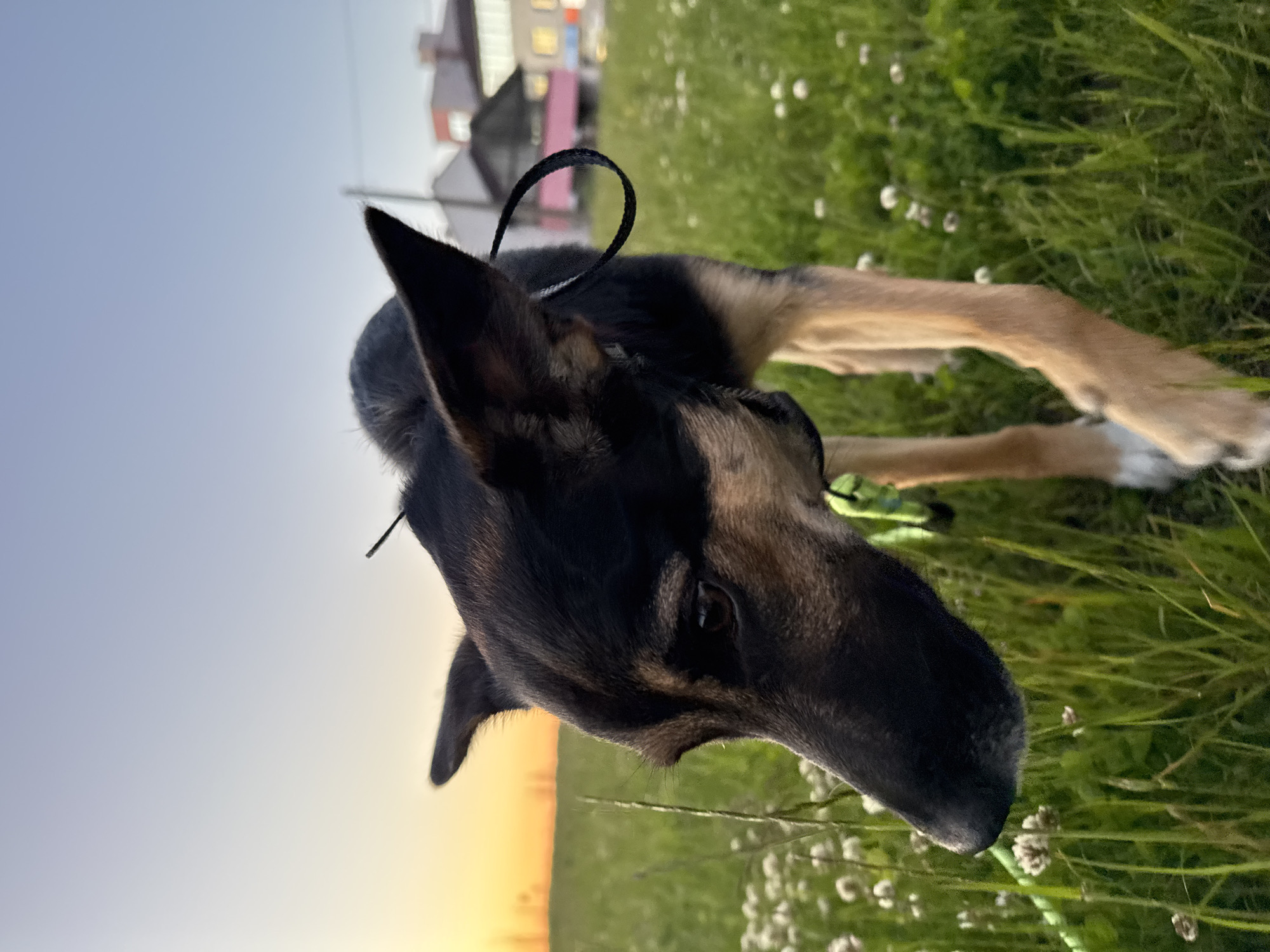 A close-up, ground-level, medium shot shows a black and tan German Shepherd dog lying in a field of green grass and white clover flowers. The dog is wearing a black collar and a green leash. The dog is looking downwards, with its head close to the ground. The sky is light blue with a gradient of yellow and orange near the horizon, possibly indicating sunrise or sunset. In the blurred background, there are buildings, including a house or small apartment block with multiple windows, indicating a residential area. While the city is requested as Minsk, Belarus, I cannot confirm the location.