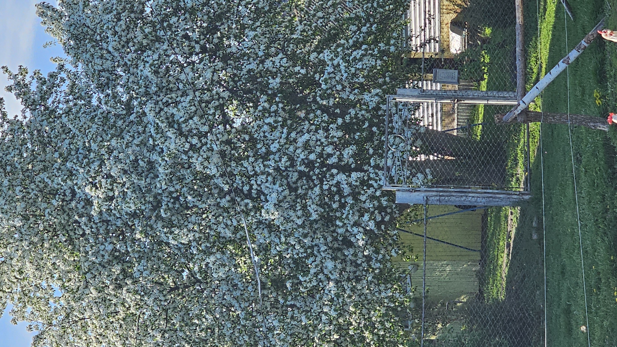 The image shows a large tree in full bloom with white flowers, obscuring much of the background. Behind the tree, a metal chain-link fence is visible, along with parts of buildings and structures. A silver metal gate is present near the fence. Grass and some greenery are seen on the ground. There are electrical wires running across the scene. It's outdoors during daylight. The exact location within the city of Unknown, Unknown cannot be determined from the image. No people are visible.