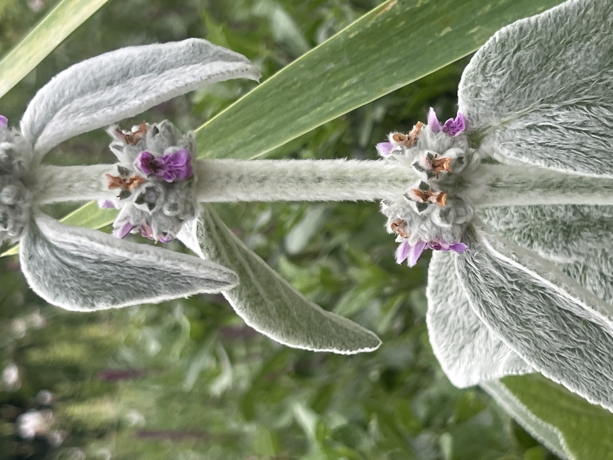 This is a close-up, vertical, outdoor photograph of a fuzzy, silvery-green plant with small purple and orange flowers. The plant has a thick, hairy stem and large, fuzzy leaves. Two clusters of flowers are visible, one higher up on the stem and another lower down. The background is a blur of green foliage. The photograph appears to have been taken in a garden setting. There are no people or animals visible in the image. The scene does not provide any information that would indicate its location in Augsburg, Germany, or any other specific city.