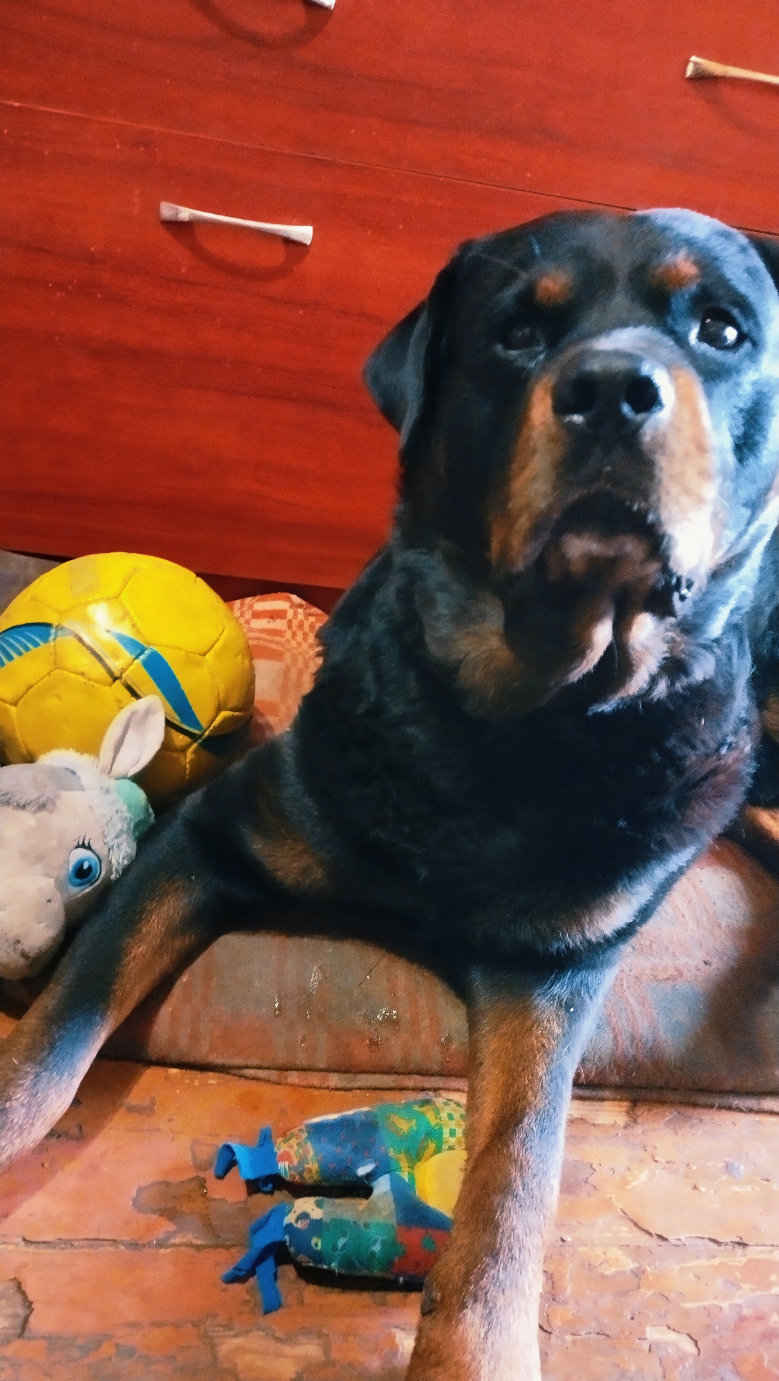 A Rottweiler dog is lying on a sofa with toys around it. In the background, a red dresser with drawers is visible. The image is taken indoors, likely in a residential setting, and does not provide any specific clues to its location in Horishni Plavni, Ukraine.