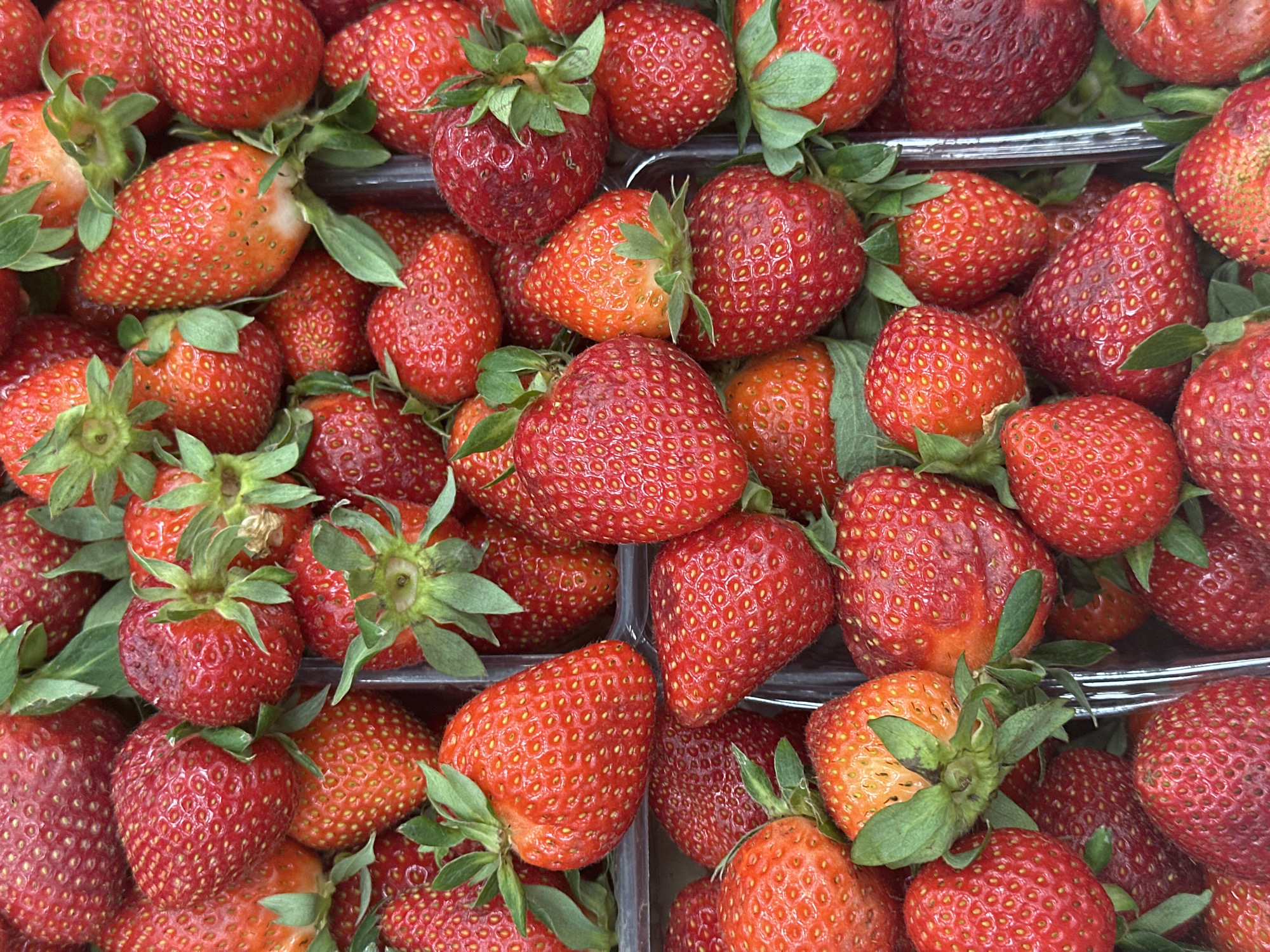 A close-up, high-angle shot displays a dense cluster of fresh strawberries in a plastic container. The strawberries are predominantly red, ranging in shades from bright orange-red to deep burgundy. Each berry is textured with small indentations and crowned with green leafy stems, some of which show slight bruising or discoloration. The scene is brightly lit, highlighting the vibrant colors and textures of the fruit. Thin transparent plastic dividers separate the strawberries within the container. The photo was taken in Budva, Montenegro.