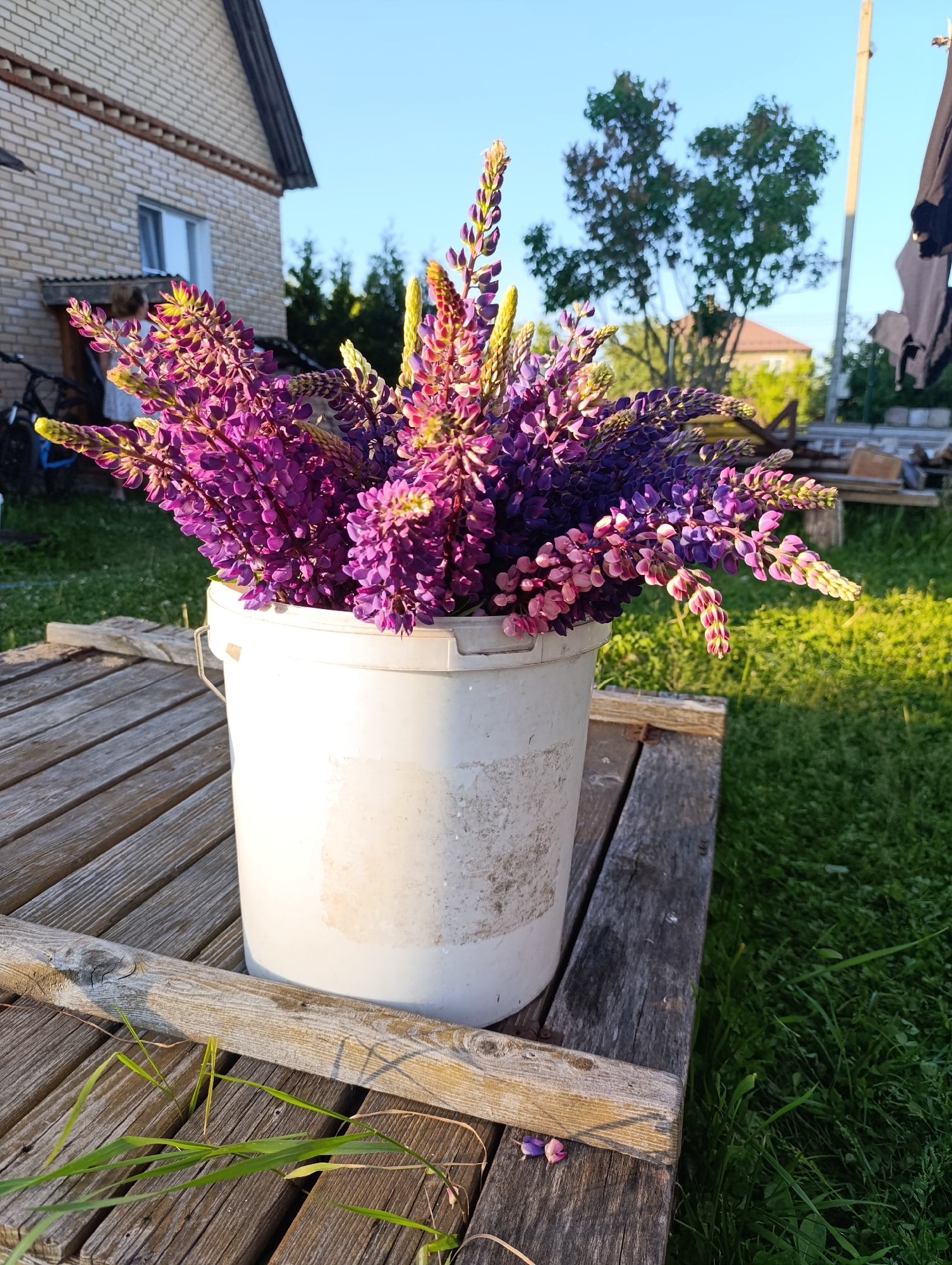 The image displays an outdoor scene featuring a white plastic bucket densely filled with a bouquet of purple and pink lupine flowers. The bucket, appearing worn and stained, is positioned on a weathered wooden surface composed of greyish-brown planks. Green grass is visible in the immediate foreground and extends to the right of the wooden structure. In the background on the left, a light-colored brick house with a dark gable roof, a white-framed window, and a small covered entrance area is partially visible, with a bicycle parked nearby. Towards the center and right in the background, several out-of-focus green trees and a vertical utility pole are present. A piece of dark fabric, possibly laundry, hangs in the far-right background. The upper portion of the image shows a clear blue sky. The scene is illuminated by directional sunlight, casting shadows to the left of the bucket and across the wooden planks. No individuals are clearly visible. The location is an outdoor domestic setting in the city of Unknown, Unknown.