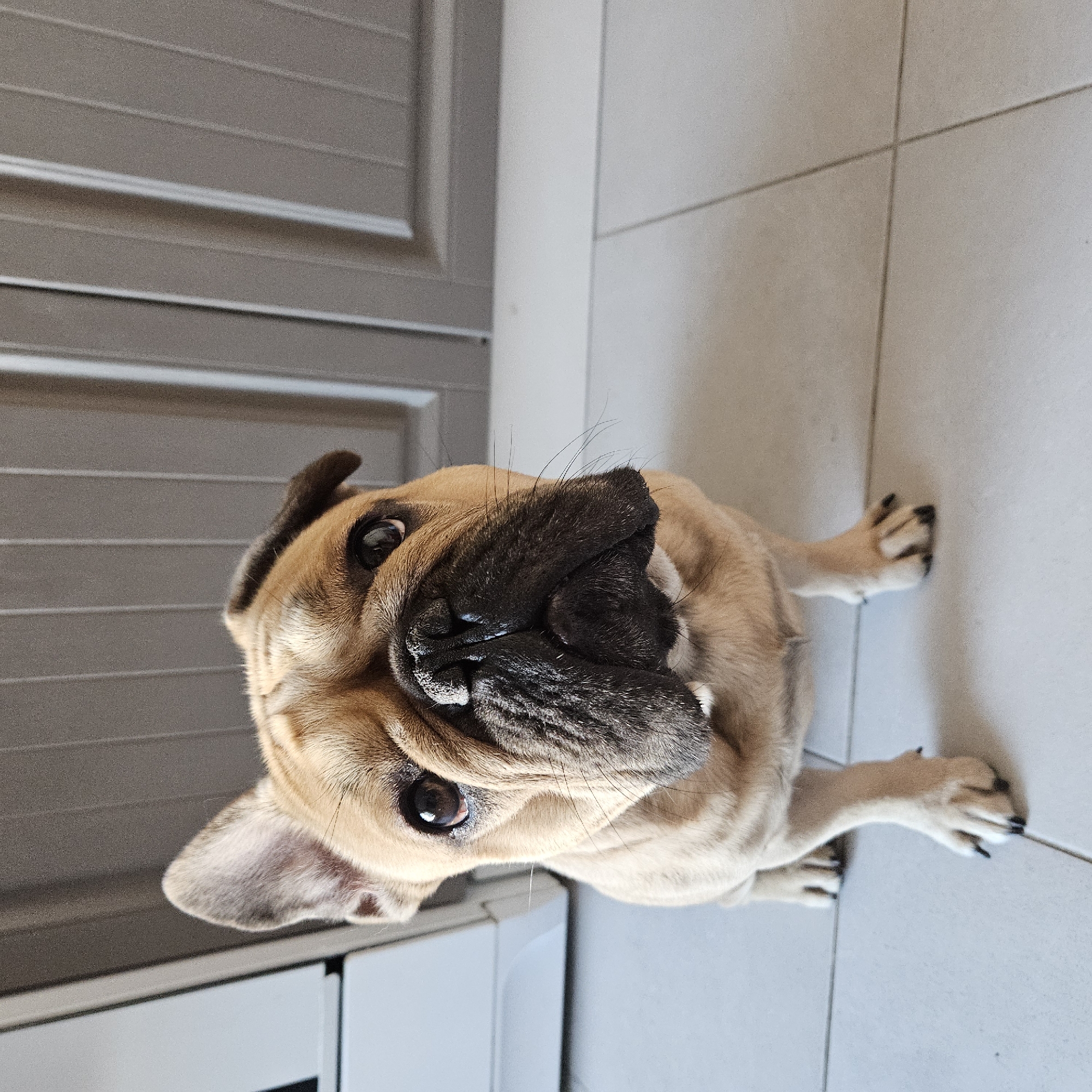 An adult French bulldog is sitting on a tiled floor in what appears to be a kitchen. The dog is light brown with darker brown markings around its face and ears. Its eyes are dark brown and it is looking directly at the camera. In the background, there is a white appliance and grey cabinets. The floor is made of light-colored square tiles with dark grout lines. There is no information about Bobrovo, Russia in the image.