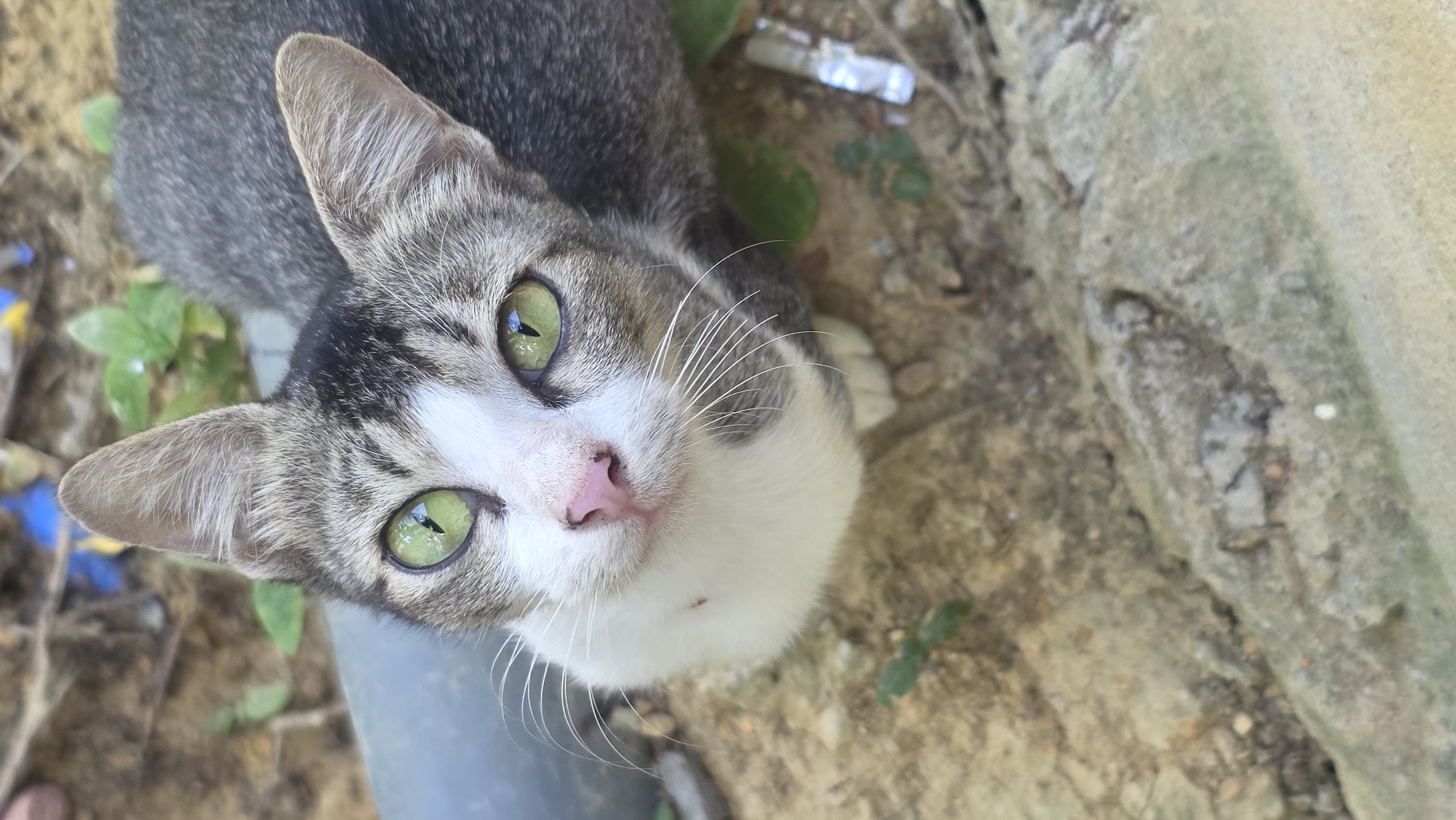 A cat with gray and white fur and striking green eyes is looking up towards the camera. The cat's nose is pink, and it has long white whiskers. The background consists of textured ground, possibly dirt or stone, and sparse greenery. The image appears to have been taken outdoors in a natural setting. No specific location in Lhokseumawe, Indonesia, is identifiable.