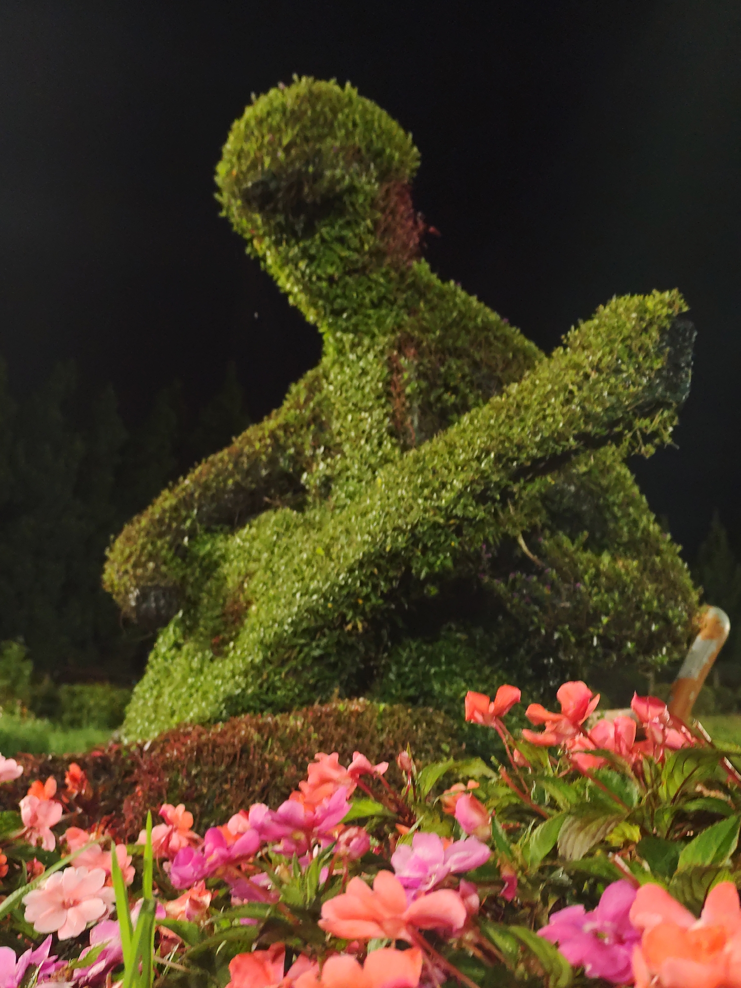 The image shows a topiary sculpture of a person playing a guitar at night, located in Da Lat, Vietnam. The sculpture is made of dense green foliage, with some reddish-brown plants forming a base and some accents on the sculpture itself. The sculpture is in a seated position, with one arm extended as if playing the instrument. The background is dark, suggesting a nighttime setting, with faint outlines of trees visible. In the foreground, there is a cluster of vibrant pink and orange flowers in bloom, with green leaves. The overall scene depicts an artistic display in a garden or park setting.
