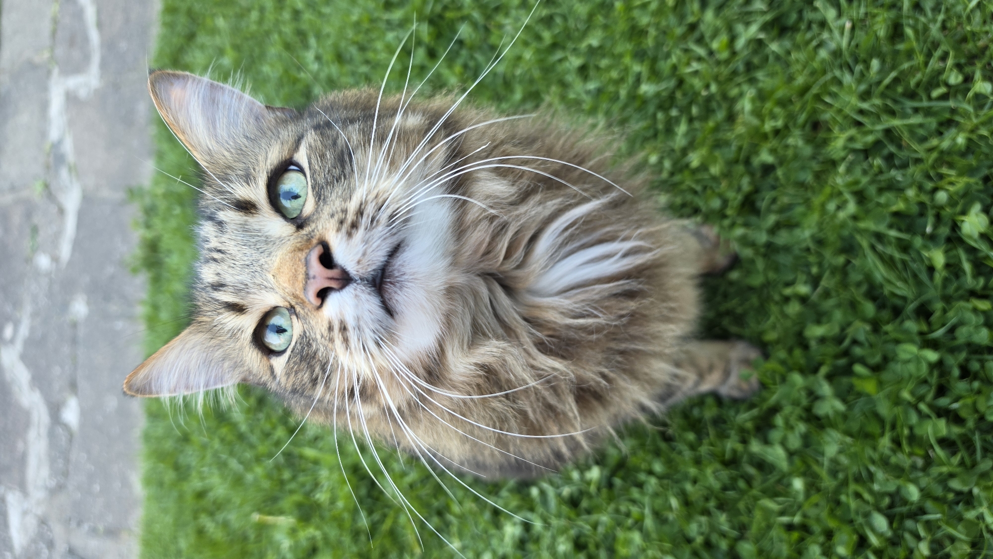 A close-up, high-angle portrait captures a long-haired tabby cat looking directly upwards at the viewer. The cat is positioned on lush green grass, with a grey paved path visible along the left side of the frame. Its eyes are a striking bright green or turquoise, fixed intently on the camera, and its small pink nose and slightly open mouth suggest an alert and curious expression. Long, prominent white whiskers extend from its muzzle, contrasting with its variegated fur, which features shades of brown and black tabby stripes, along with lighter, fluffier fur on its chest and around its chin. The cat's upright, pointed ears show some internal tufts.
The lighting is bright and natural, indicating daytime, which illuminates the detailed textures of the cat's fur and the individual blades of grass. The background elements, particularly the grass, are softly blurred, ensuring the cat's face remains the sharpest and focal point of the image. The scene portrays a moment of engaged interaction in an outdoor setting, likely a garden or yard in London, United Kingdom. There is no visible text in the media file.