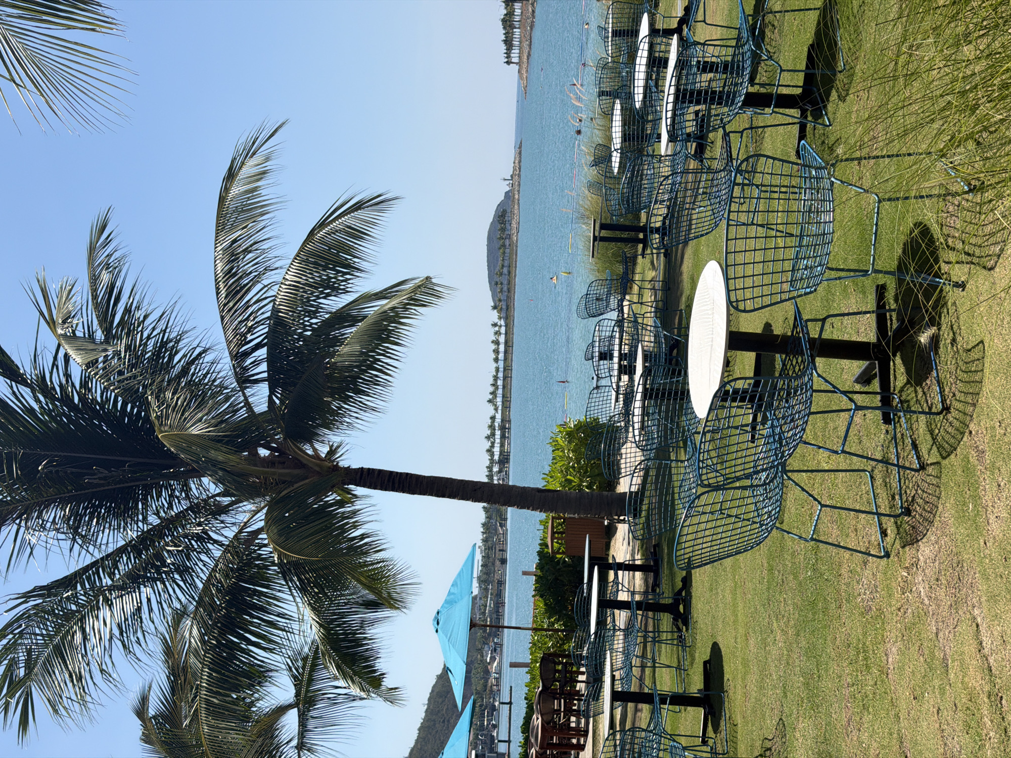 The image shows an outdoor seating area in Bac Nha Trang Ward, Vietnam, likely near a beach. The scene includes a tall palm tree on the left side of the image. Rows of blue metal chairs and round white tables are arranged on a green lawn. In the background, the sea is visible, with a distant coastline and some small islands. There are a few blue umbrellas in the middle ground, near some other seating areas. The sky is clear and blue.
