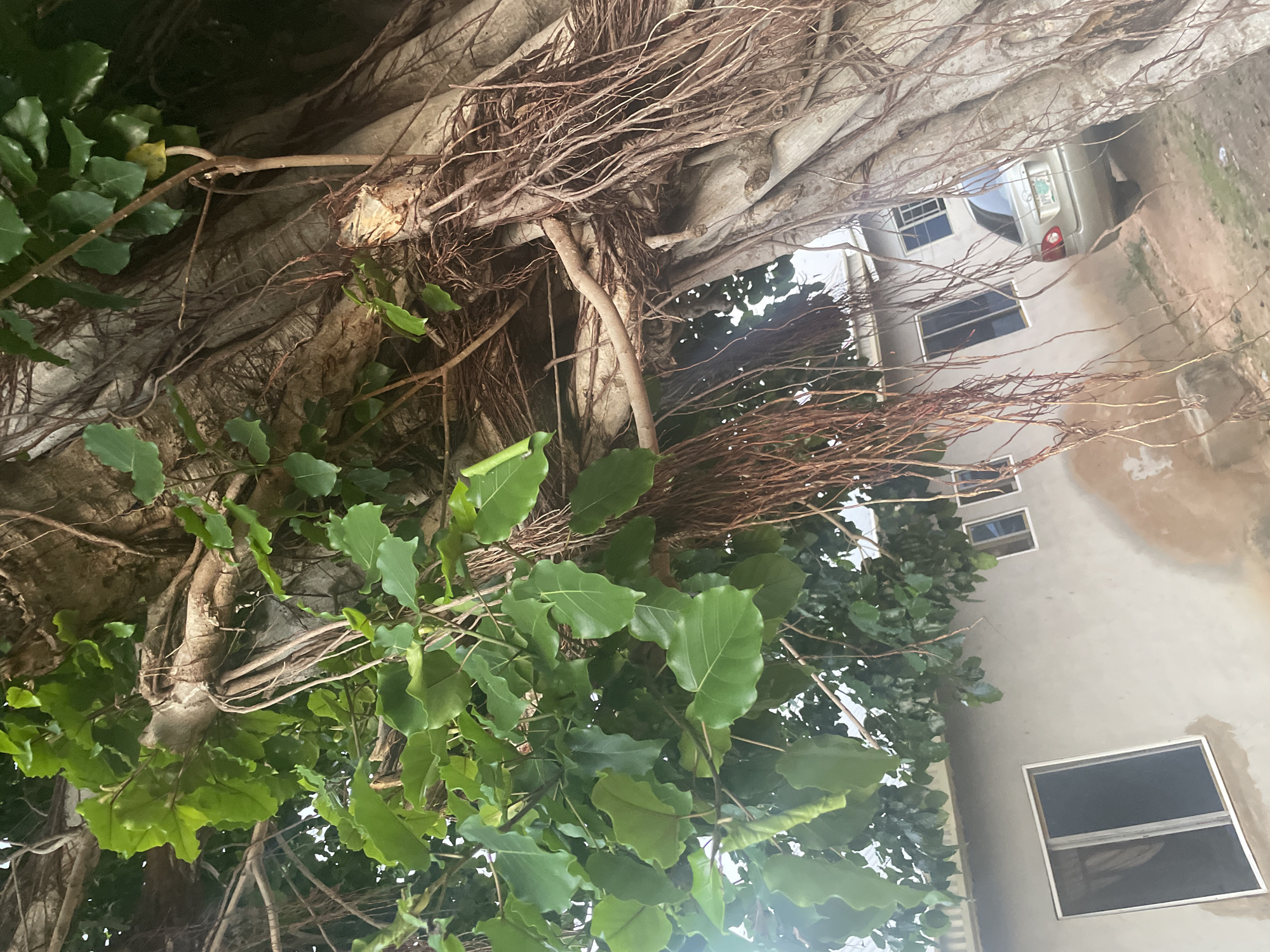 A close-up, low-angle shot captures the extensive root system and foliage of a large tree, likely a banyan, in the city of Jalingo, Nigeria. The tree's thick, textured trunk dominates the right side of the frame, with numerous aerial roots hanging down like a curtain. Lush green leaves are visible throughout the upper portion of the image, casting shadows. In the background, a light-colored, two-story building with several windows is partially visible. A silver sedan is parked to the right of the building, facing away from the camera. The ground appears to be a mixture of dirt and gravel.