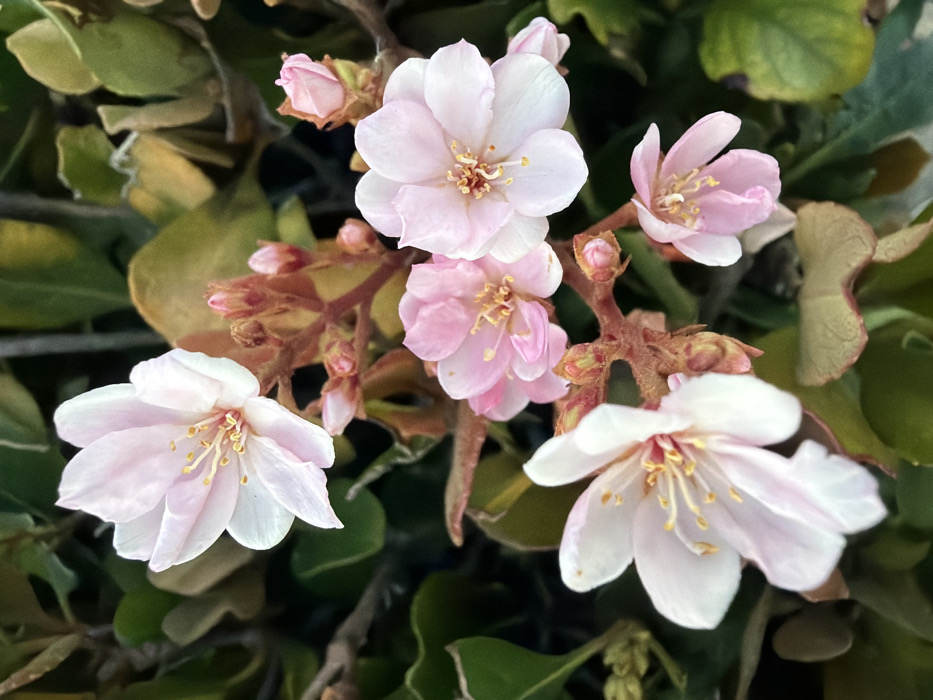 A cluster of pale pink flowers blossoms among leafy foliage. The flowers have five petals, each subtly veined, and prominent yellow stamens. Several buds suggest continued blooming. The leaves are muted green and yellowish, providing a soft, diffused background. The lighting accentuates the delicate coloring of the flowers, highlighting their fragile beauty.