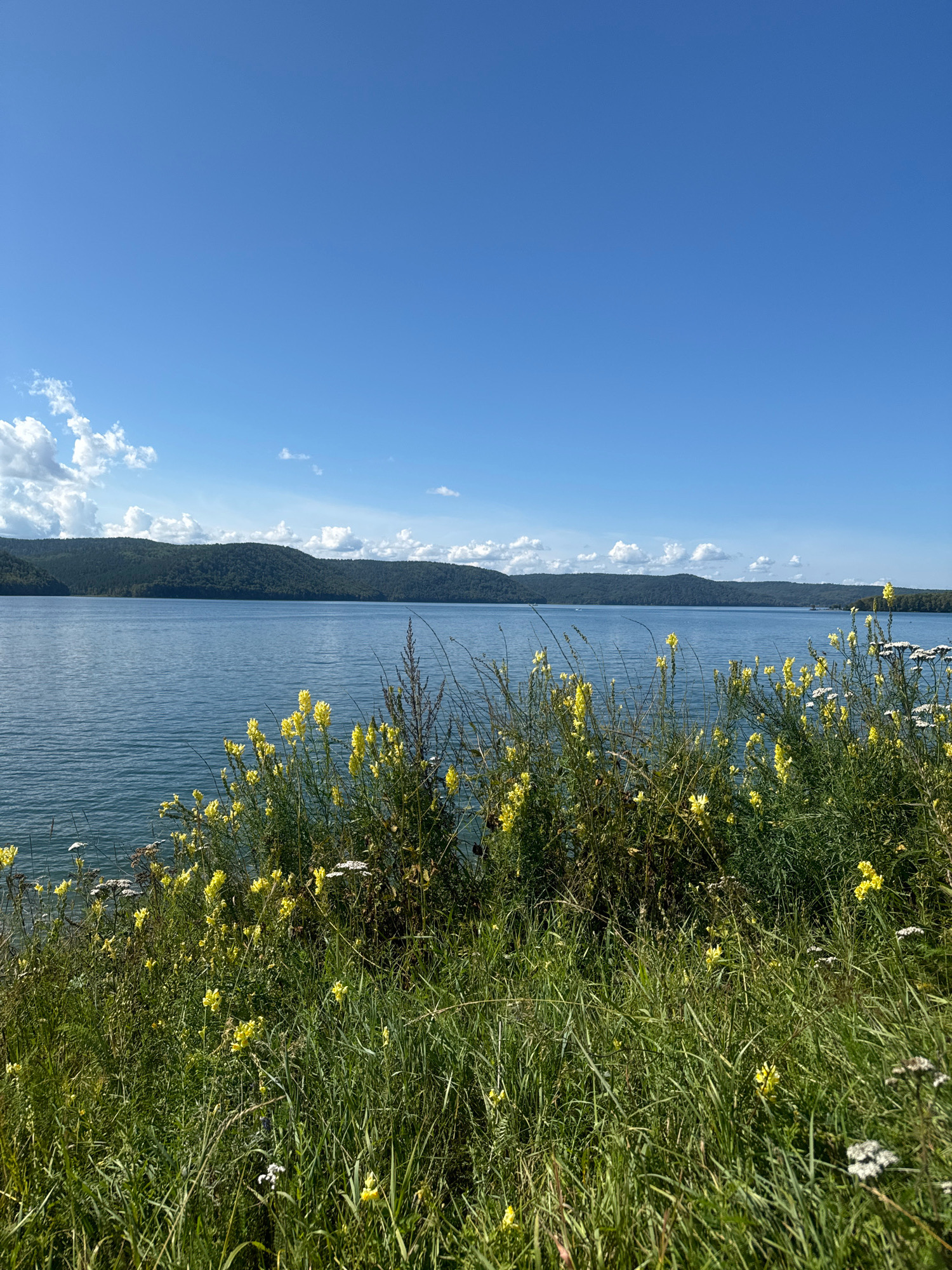A natural landscape photograph captures a wide, calm body of water under a bright blue sky with scattered white clouds. In the foreground, lush green grass and a profusion of yellow wildflowers grow along the edge of the water. In the background, a line of rolling, tree-covered hills forms the distant shore. The scene is devoid of people or any man-made structures, suggesting a natural, undeveloped area. Based on the visual cues, this scene is consistent with the natural beauty found around the Taltsy Architectural-Ethnographic Museum in Irkutsk, Russia, which is situated along the Angara River.