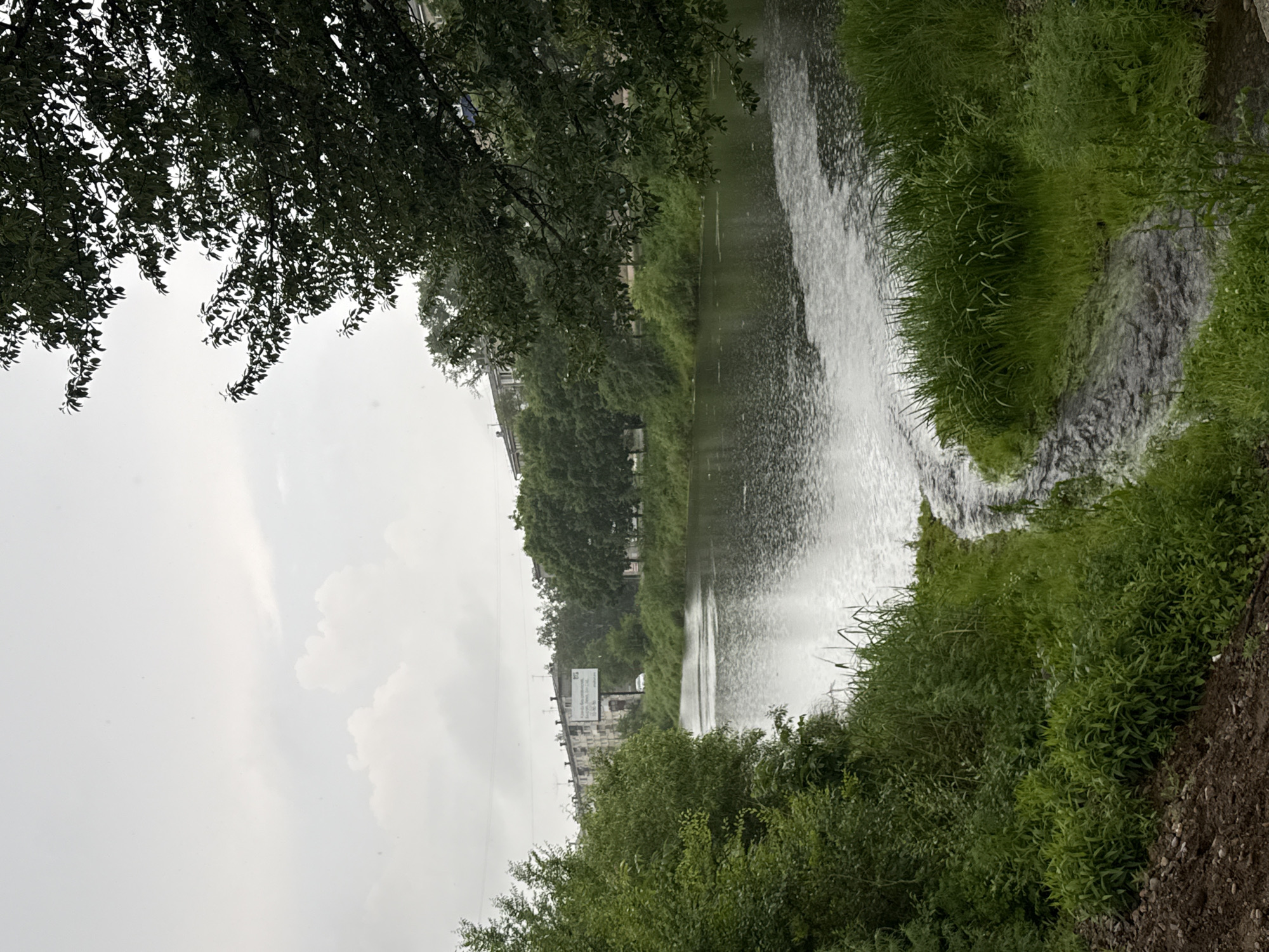The image captures a view of a body of water, possibly a river or canal, on an overcast day in Birobidzhan, Russia. On the far bank, a line of apartment buildings with white facades and dark roofs stretches across the landscape. Trees and dense foliage line the bank between the buildings and the water. In the foreground, lush green grass and vegetation grow along the edge of the water, with a smaller stream or channel flowing into the main body of water. The water's surface is rippled, suggesting light rain or wind. A billboard is visible on the far bank, with text in Russian. A white car is parked near the billboard. The overall atmosphere is subdued, typical of a cloudy day.
