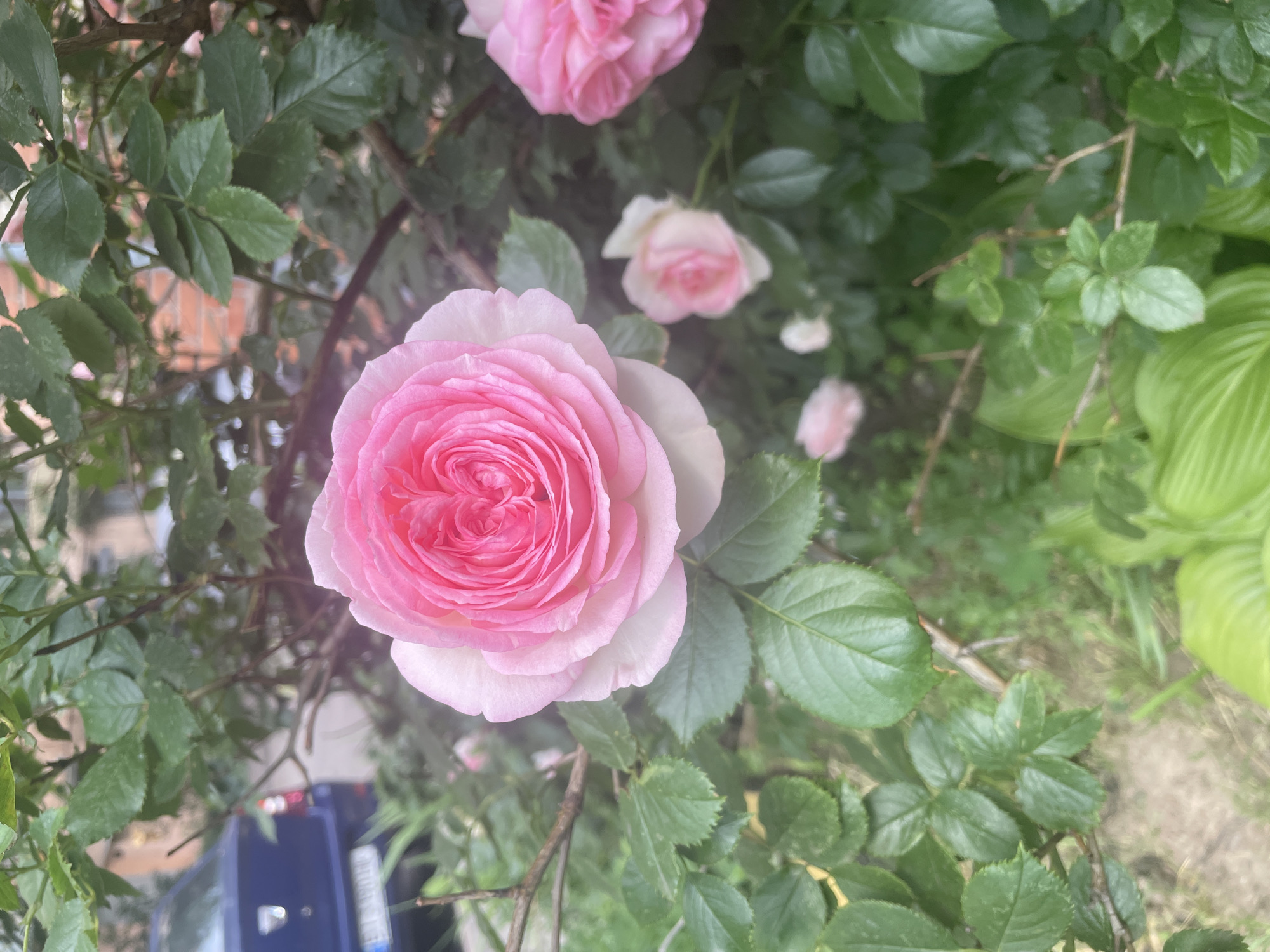 An outdoor, slightly angled, close-up shot captures a cluster of pink roses in bloom. The largest, a fully bloomed rose with tightly packed petals, is positioned in the center of the frame and is a soft pink with lighter pink outer petals. To its right, another fully bloomed rose is partially visible, also pink. Several smaller, less-bloomed pink roses are scattered throughout the background. The roses are surrounded by abundant green foliage. In the background, out of focus, a blue car is parked to the left, and a brick building is visible behind the foliage. The ground appears to be a mixture of dirt and some greenery.