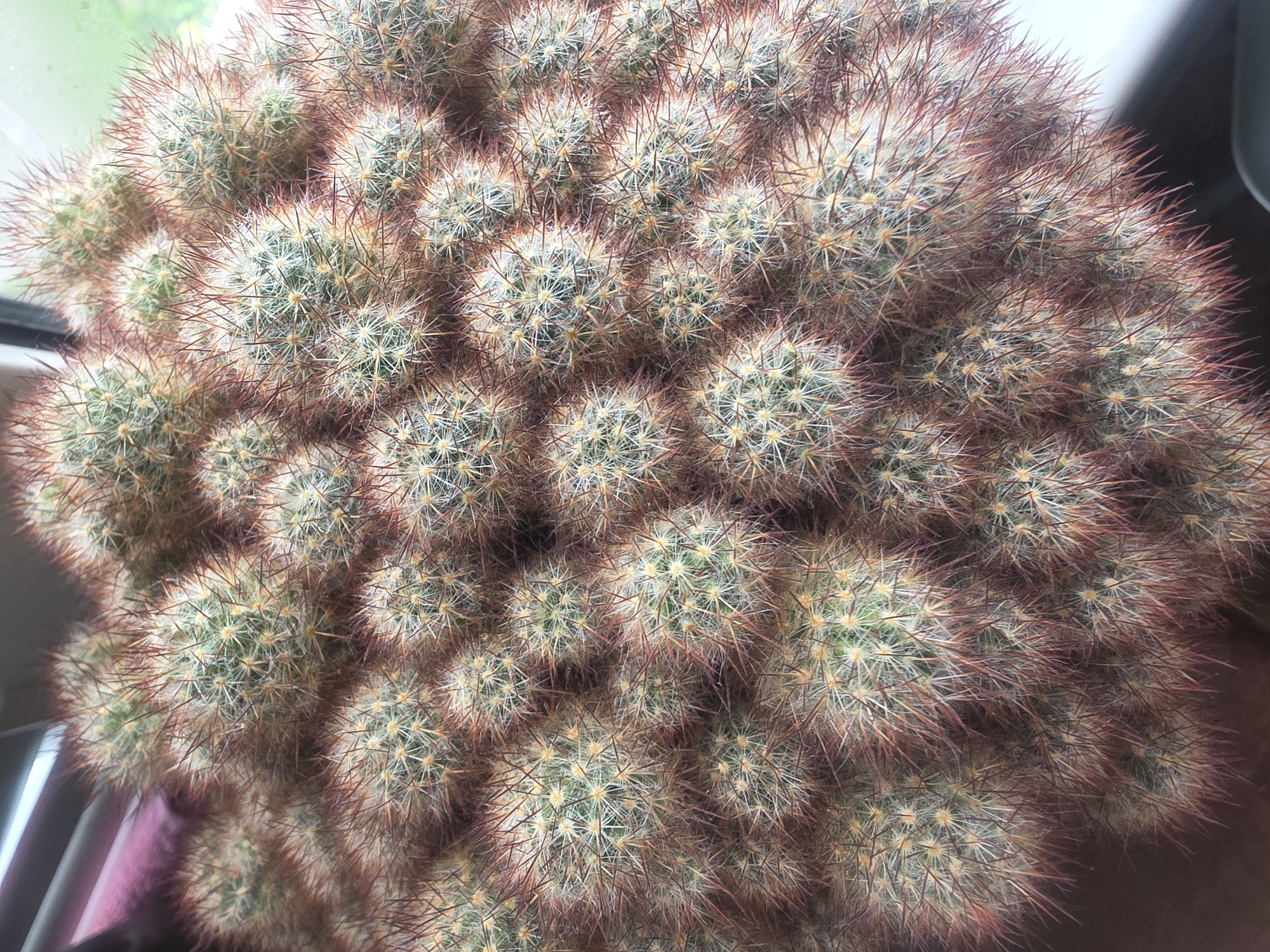 An overhead, close-up shot captures a dense cluster of barrel cacti. The cacti are small, spherical, and covered in a profusion of sharp spines that range in color from white to reddish-brown. The spines create a fuzzy texture across the surface of each individual cactus. The lighting suggests the plants are indoors, possibly near a window, as indicated by the diffused light and a blurry background that includes hints of greenery and a pinkish-purple object, possibly a curtain or fabric. There are no people or animals visible in the image. The scene is a naturalistic display of plant life, offering no specific context of location within Bila Tserkva, Ukraine, beyond its being an indoor environment.