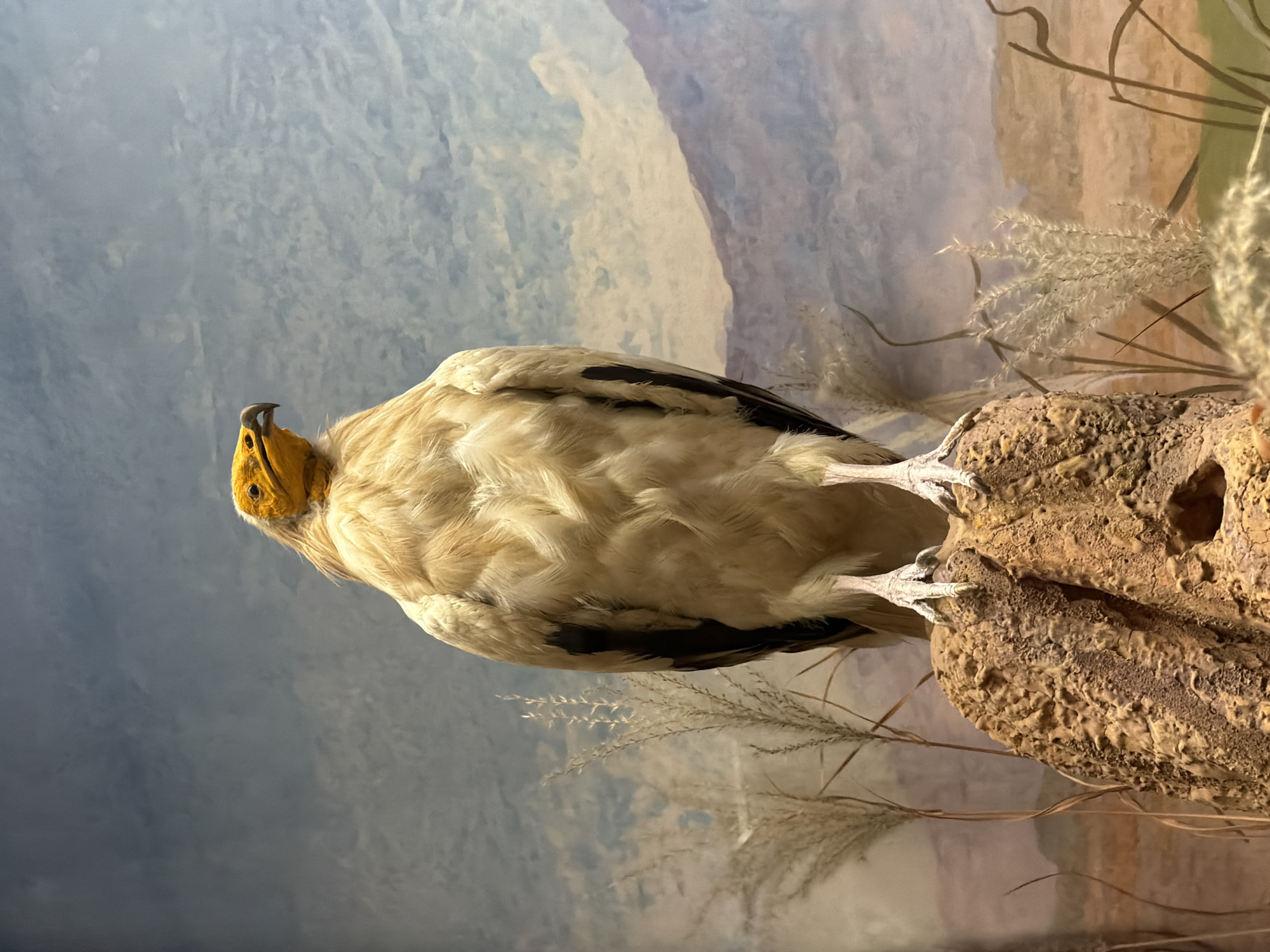 A taxidermied Egyptian Vulture stands perched on a rough, textured rock against a painted backdrop depicting a mountainous landscape under a cloudy sky. The vulture is predominantly white with black wingtips and a distinctive yellow head and beak. Its talons grip the rock, and sparse, dried grasses surround the base of the rock and extend into the foreground. The lighting appears to be from above and slightly to the front, illuminating the vulture and its perch. The overall scene suggests a museum exhibit or a diorama.