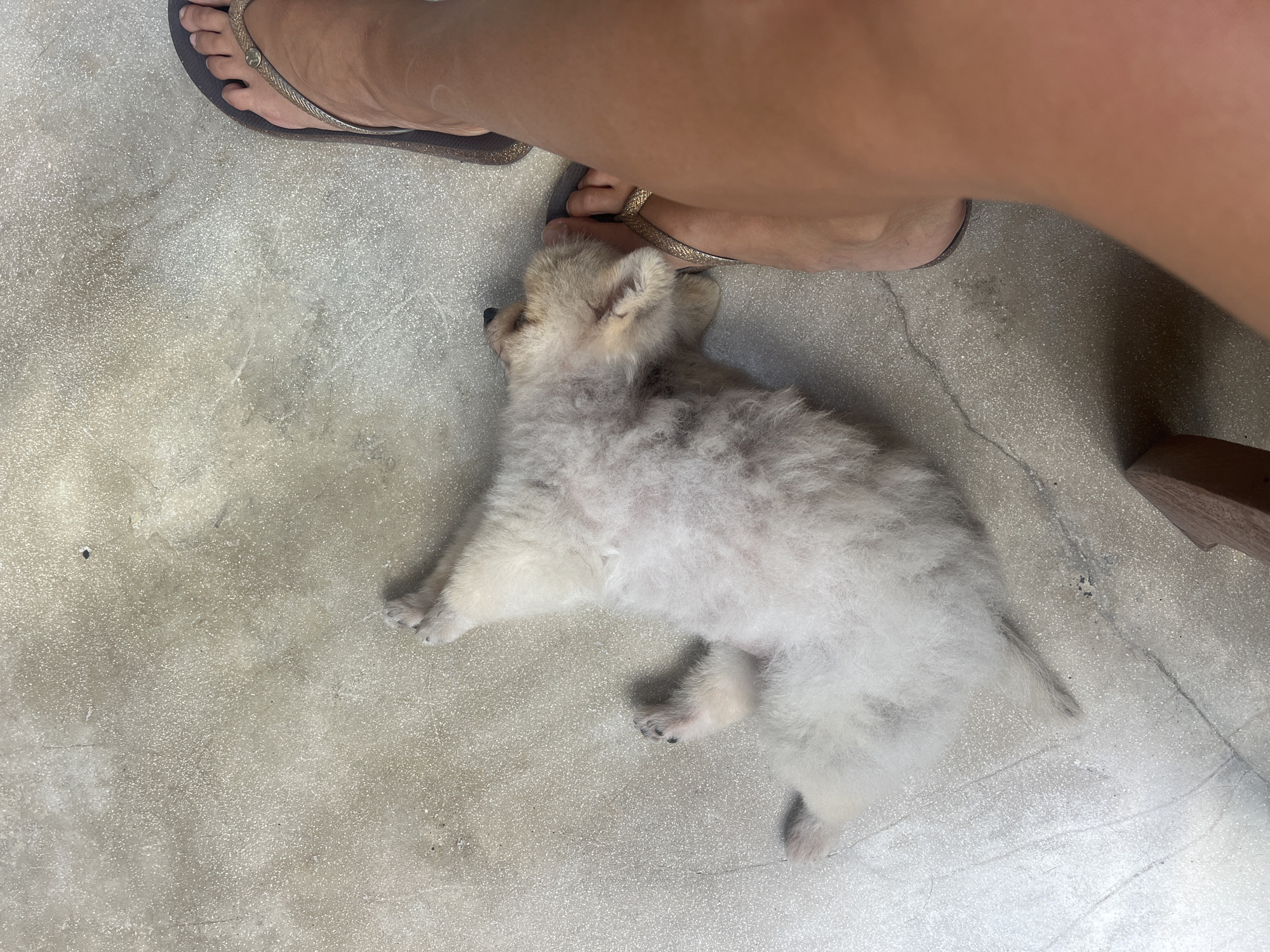 A fluffy, light-colored puppy is lying on its back on a concrete floor. The puppy's belly is exposed, and its paws are extended. To the right of the puppy, a person's leg and foot are visible, wearing a brown flip-flop with a gold strap. The environment appears to be an outdoor area, possibly a patio or sidewalk, with the concrete floor showing some texture and faint lines. The scene is lit by natural light, casting soft shadows. There is no specific indication of the location being in Kediri, Indonesia, beyond the user prompt.