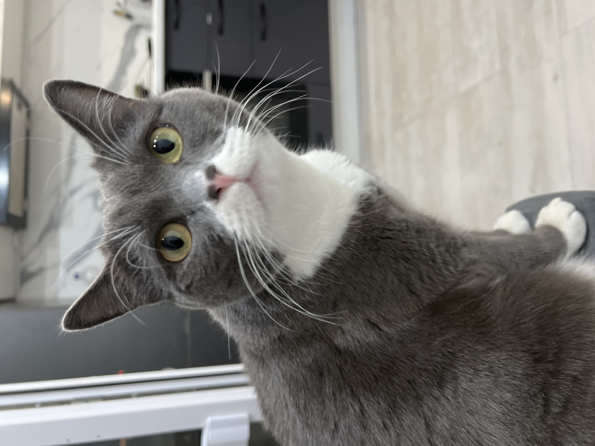 The scene is situated in an indoor residential environment within the city of Tyumen, Russia. The primary subject is a domestic short-haired cat, characterized by grey fur with distinct white markings on its chest, muzzle, and paws. The cat possesses large, round eyes with yellow-green irises and dark, vertically elongated pupils, fixed directly towards the observer. Its nose is small and pink, and numerous long, white whiskers extend from its muzzle. The cat's ears are erect and pointed. It is seated, with its front paws resting on a dark grey, indistinct object. The background features a modern interior, consistent with a kitchen or living area. A vertical white structure is visible on the left. In the mid-background, dark grey or black cabinetry is present. Above this, a white surface with a subtle grey marbled pattern is visible. The floor consists of light-colored material, likely wood laminate or large tiles. No human subjects are present, and the cat is observing the camera without overt interaction with other elements.