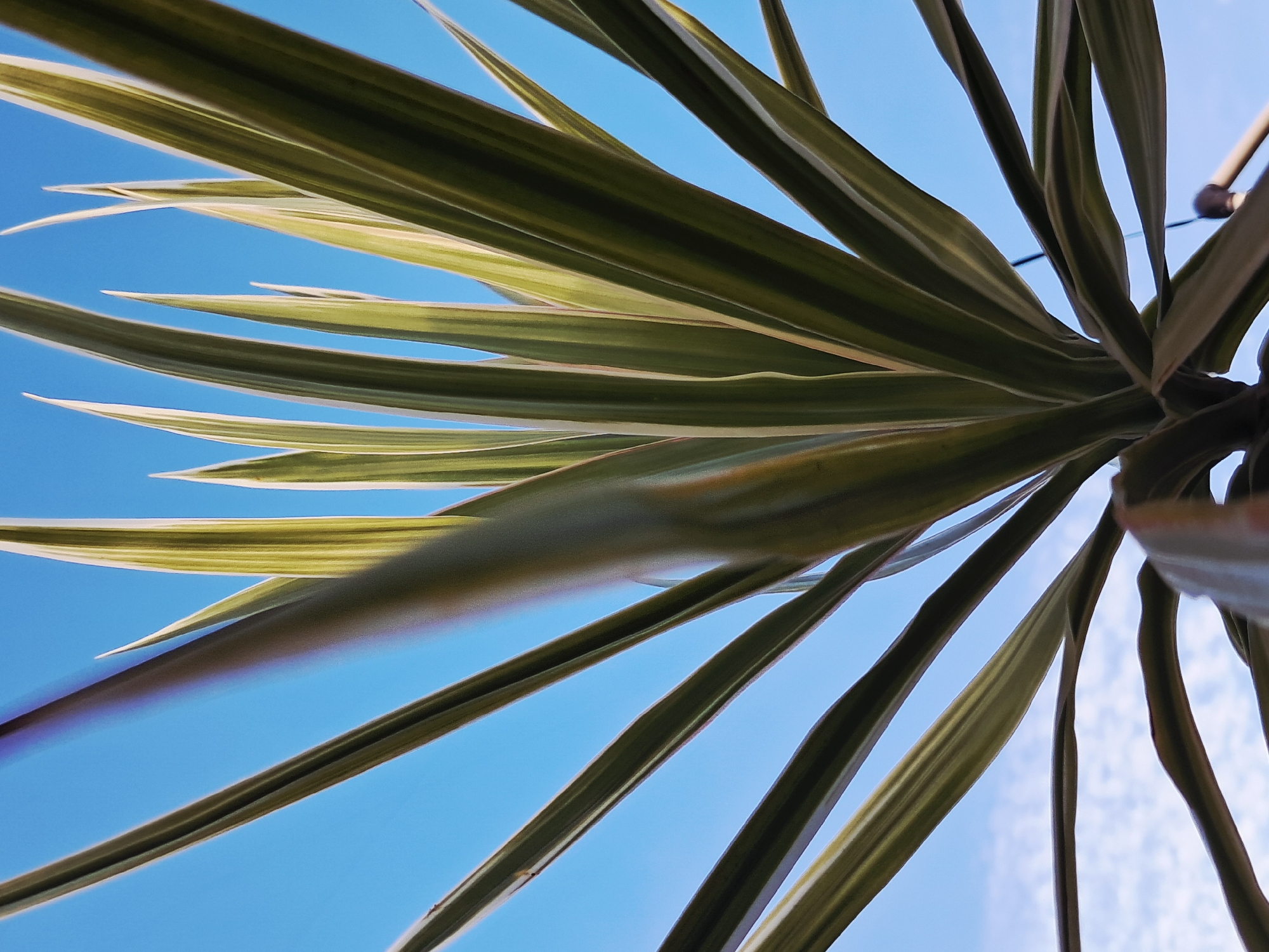 The image presents a low-angle view of a plant with long, green and cream striped leaves, possibly a yucca or dracaena variety, against a clear blue sky. The leaves radiate outward from a central point, creating a starburst effect. The perspective is upward, emphasizing the plant's silhouette against the bright sky. The location, Juan Griego, Venezuela, is not directly visible in the image, but the type of plant may be native to the region. No people, subjects, objects, actions, or interactions are visible. The environment is represented solely by the clear blue sky, suggesting a sunny day.