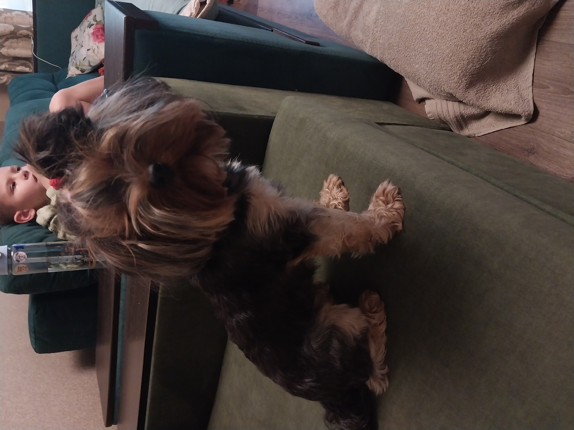 In the city of Dnipro, Ukraine, a small Yorkshire Terrier dog sits on a dark green sofa. The dog has dark brown and tan fur and its face is mostly obscured by long hair. A young boy, partially visible, is seated behind the dog on the same sofa. He appears to be looking to the left. Next to the sofa is a wooden table. A clear water bottle with cartoon characters on it sits on the table. A floral patterned pillow is visible on the sofa behind the dog. The floor beneath the sofa is wooden. A beige towel is draped on the floor near the edge of the sofa.