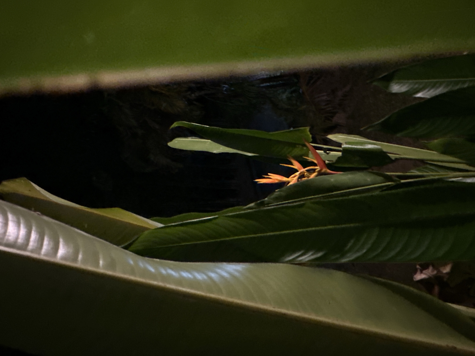 This is a close-up, dimly lit, night-time photograph of a tropical Heliconia flower with orange and red bracts, emerging from dark green leaves. The image is framed by large, out-of-focus green leaves in the foreground and background, creating a sense of depth and enclosure. The flower is slightly off-center to the right and appears to be the main subject. The background is dark and out of focus, with hints of palm fronds or other tropical foliage visible. The lighting suggests artificial illumination, possibly from a nearby light source, highlighting the textures of the leaves and the vibrant colors of the flower. There are no people or animals present in the image. The location is stated as Unknown, Unknown.