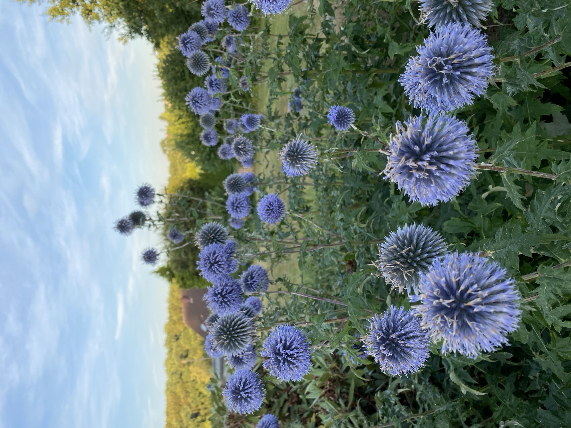This image captures a garden scene in Helmenzen, Germany, featuring a prominent display of globe thistle flowers. The foreground is dominated by these spiky, spherical blue flowers, with several in sharp focus and others receding into a softer background. The flowers are supported by sturdy green stems and surrounded by lush green foliage. In the middle ground, a cluster of trees and shrubs creates a dense, green backdrop, interspersed with hints of yellow foliage, suggesting autumn. A glimpse of a building with a terracotta-colored roof is visible behind the trees, hinting at a residential area. The sky above is a clear blue, with wispy white clouds. The lighting suggests it is late afternoon or early evening, with a soft, diffused sunlight. There are no people or animals visible in the frame.