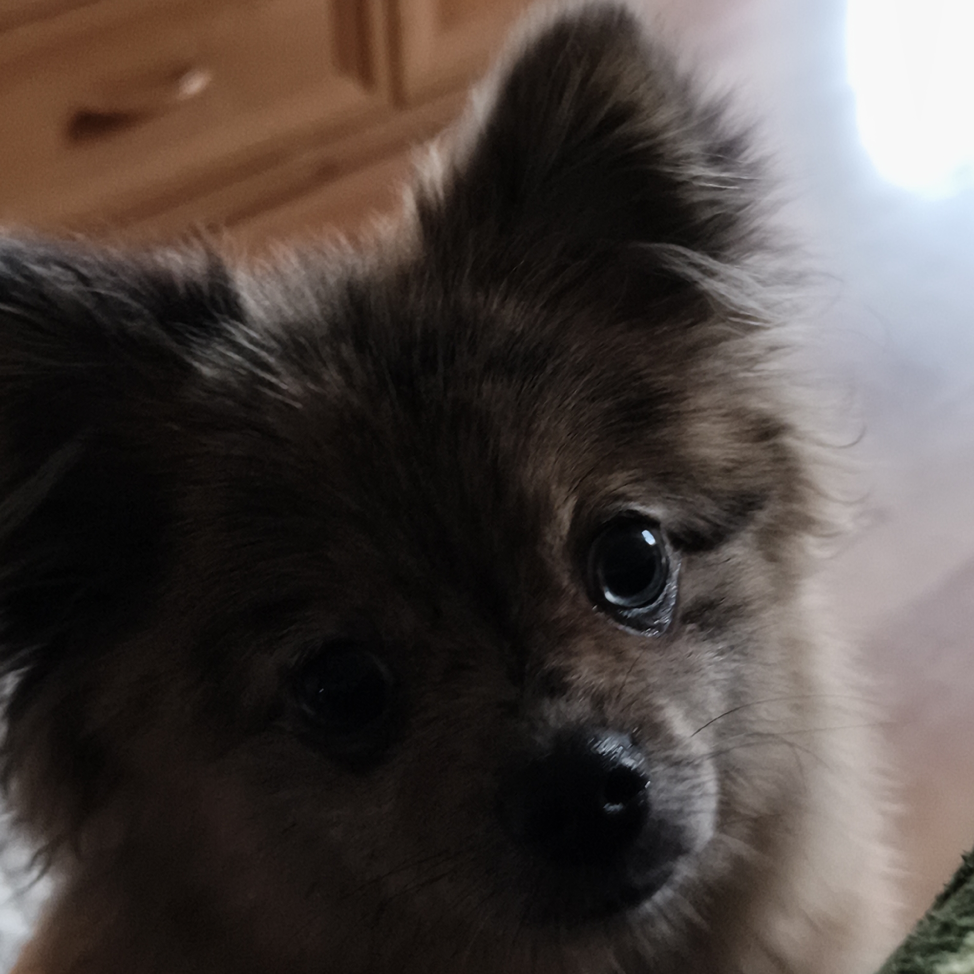The image is a close-up, high-angle, indoor shot of a small, fluffy dog, possibly a Pomeranian or a similar breed, with dark brown fur and large, dark eyes. The dog is looking directly at the camera with its head slightly tilted. The background is out of focus and appears to be a wooden surface, possibly furniture or flooring, with a bright light source visible in the upper right corner. The lighting creates strong shadows on the dog's face, obscuring some details. There is no identifiable information to suggest the location is Chaikovsky, Russia, or any specific city. The scene is devoid of any human presence or interaction.