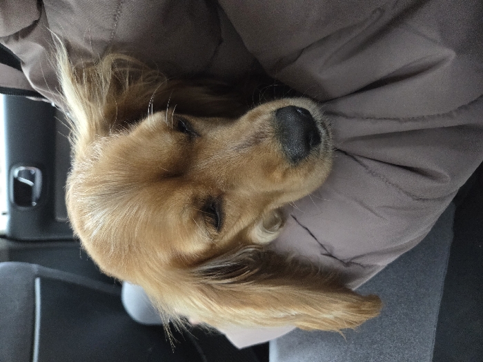 A golden-brown dog, consistent with a Spaniel breed, is depicted resting within a vehicle in Asenovo, Bulgaria. The dog's head, featuring closed eyes and a dark snout, is supported by the lap or arm of an individual. This individual is partially visible, wearing a puffy, light brown or mauve-colored jacket. A segment of a leg, clothed in grey fabric, is also present. The background shows the dark interior of a car, including what appears to be a seatback and a chrome door handle.