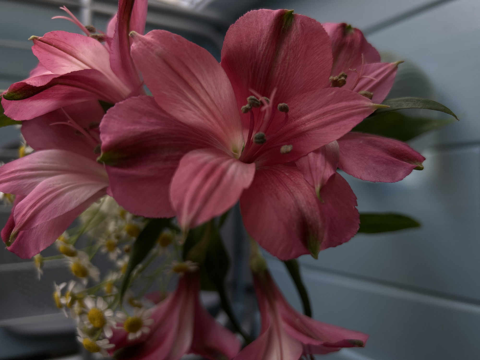 A close-up, overhead shot shows a bouquet of vibrant pink alstroemeria flowers and a few delicate white and yellow daisies against a soft blue background. The alstroemeria flowers dominate the frame with their large, layered petals and visible stamens. The daisies are clustered behind the larger blooms, adding texture and contrast. The arrangement appears to be in a vase or container, though it is mostly obscured by the flowers. The lighting creates subtle shadows, highlighting the delicate details of the petals and the stamen structures. The background is out of focus, with horizontal lines suggesting a textured surface or furniture. There are no people or discernible actions taking place.