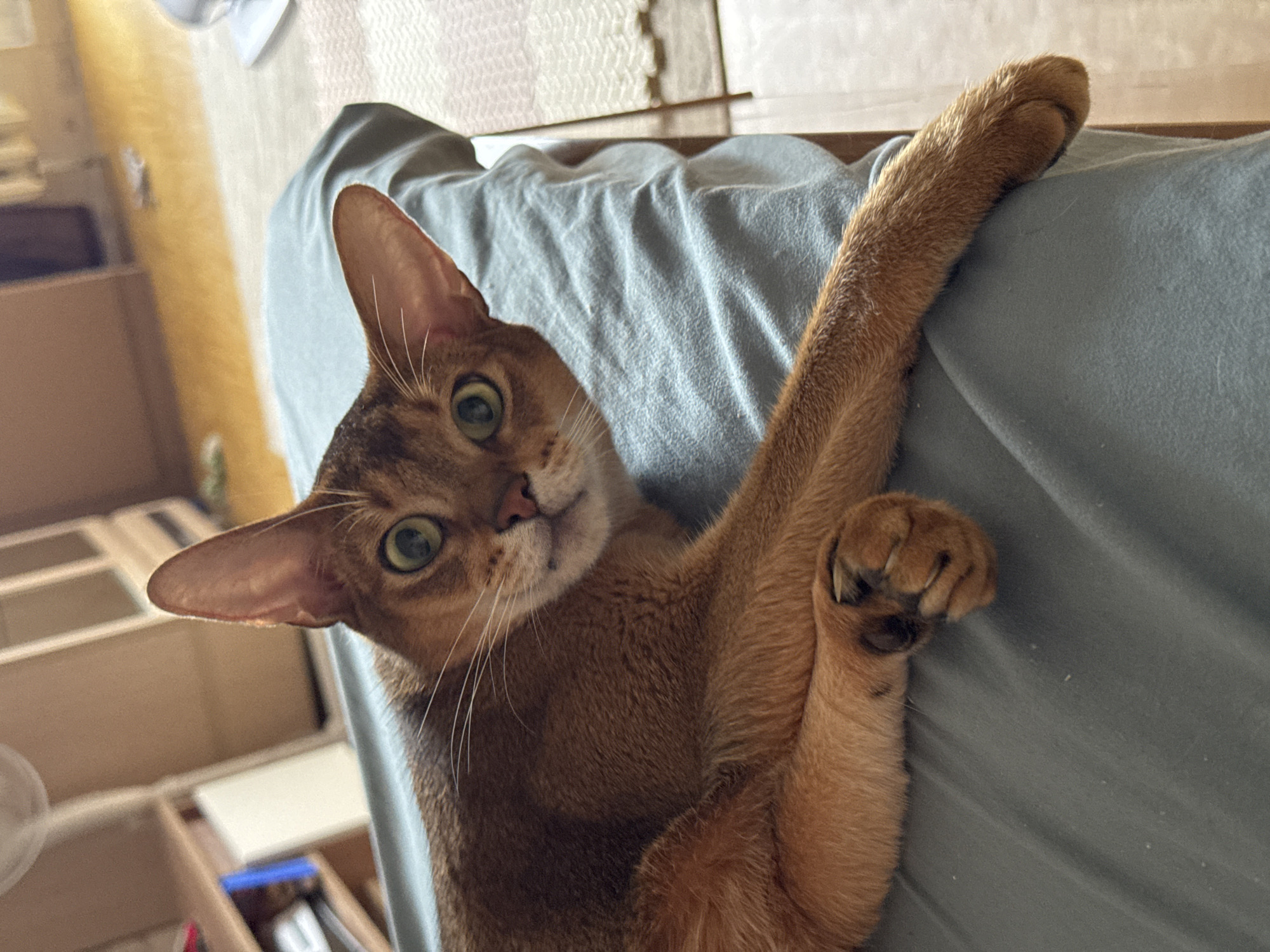 A brown cat with green eyes lies on a blue cloth surface, with its head slightly tilted and its body extended. The cat is facing the camera, with one paw resting on the cloth. The background is blurred but appears to be an indoor setting with furniture and flooring. There is no indication of the city of Chaikovsky, Russia, or any other specific location.