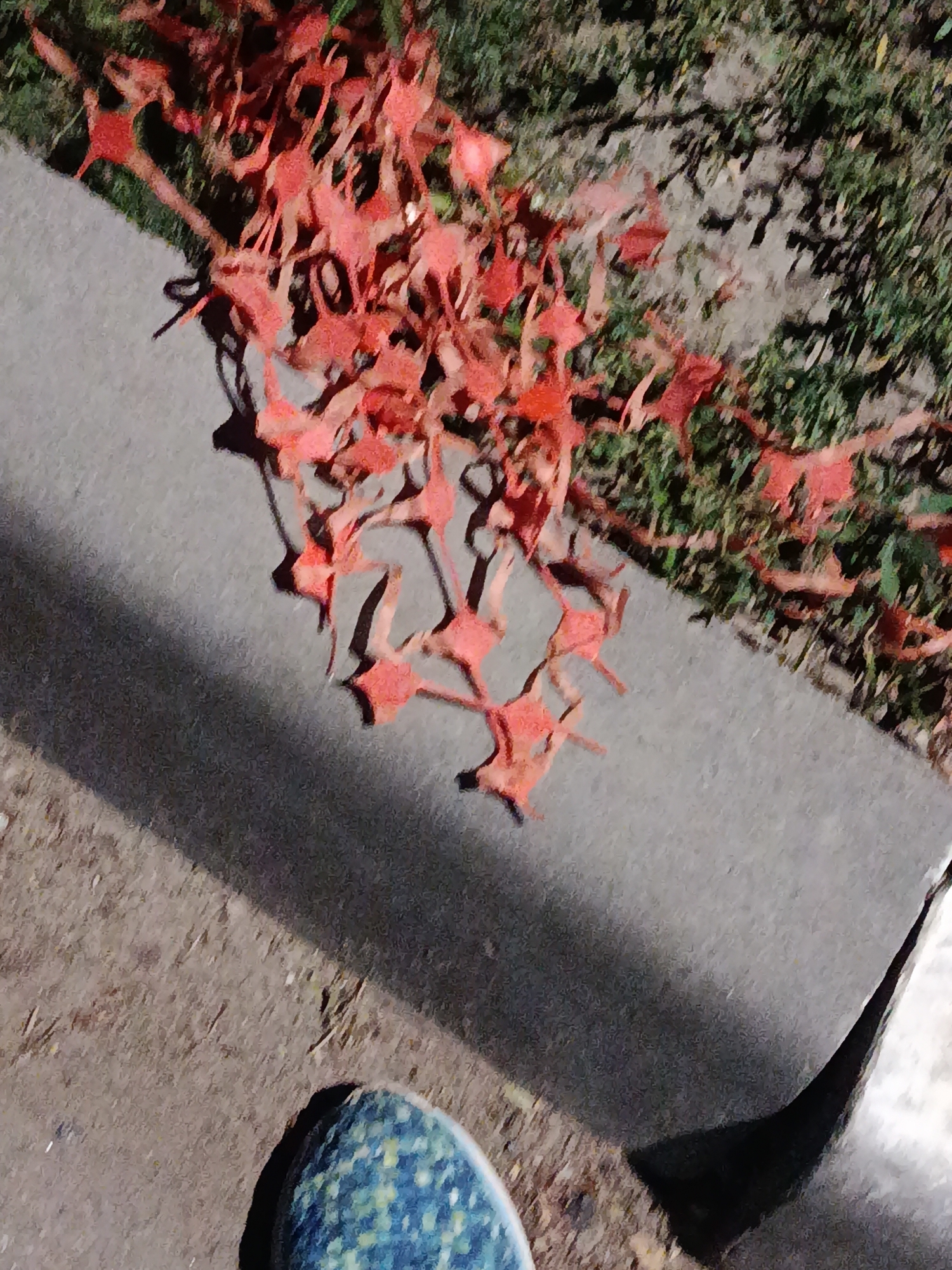 A low-angle, dimly lit outdoor scene captures a cluster of small, star-shaped, reddish-orange flowers scattered on a light gray concrete curb. The flowers appear to have fallen from a branch, which is visible at the top left of the frame, with some of the foliage still attached. The curb is bordered by dry, patchy grass and dirt on the right and a dirt path on the left. A shadow from an unseen object casts a dark, elongated shape across the curb and the path. In the bottom left corner, a portion of a blue and green patterned shoe is visible, suggesting a person's presence. The overall lighting suggests it may be dusk or dawn. There are no explicit visual cues that would pinpoint the location to Saratov, Russia, or any specific city.