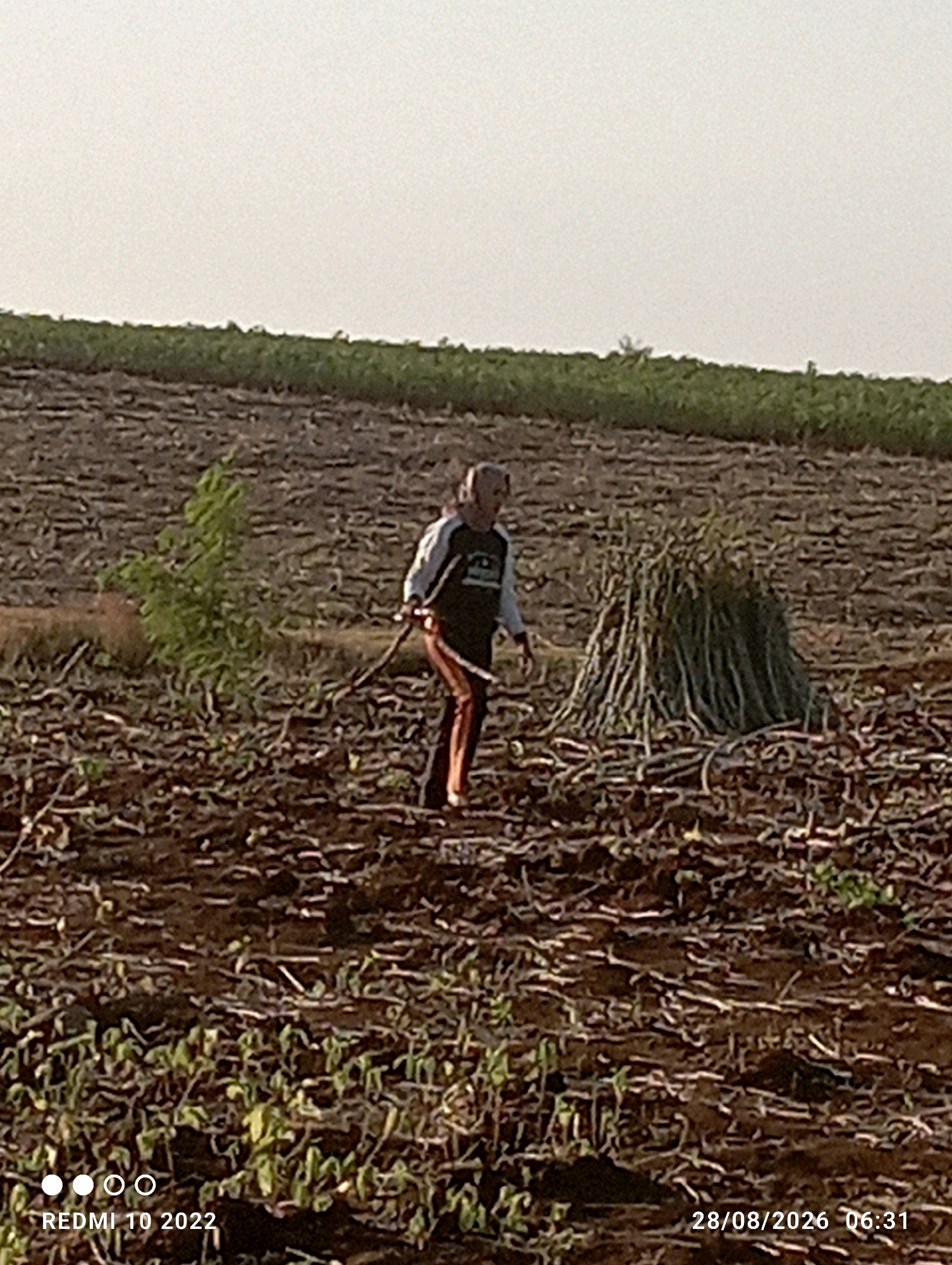 The image depicts an outdoor scene in a rural area, possibly a farm field. In the center of the frame, a person is visible, appearing to be a man with short hair, wearing a dark long-sleeved shirt with lighter colored sleeves and stripes on the side, and orange pants. He is holding a stick or a tool and is walking through the field. To the right of the person, a large pile of harvested vegetation, possibly sugarcane stalks, is stacked upright. The ground is dark brown and appears to be tilled soil, with some small green plants sprouting in places. In the background, rows of green vegetation are visible, creating a textured horizon. The sky above is a pale, overcast gray. The image also contains text overlays: "REDMI 10 2022" at the bottom left and "28/08/2026 06:31" at the bottom right, indicating the device and date/time of the photograph. The location "Gandik, Indonesia" is not discernable from the visual elements of the image itself.