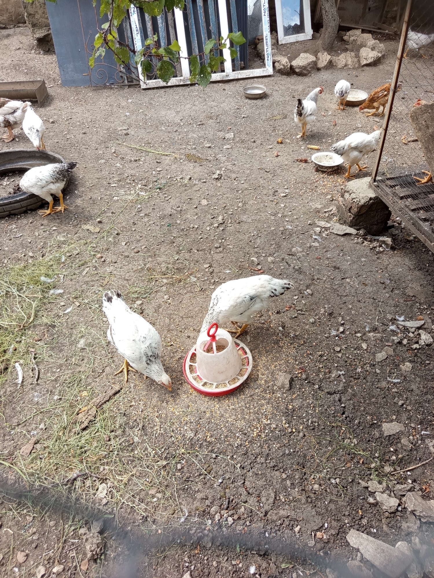 The image depicts an outdoor scene in Șoldănești, Moldova, featuring several chickens foraging on a dirt ground. In the foreground, two white chickens with black speckles are pecking at grain from a red and white feeder. To the left, a black and white chicken stands near a discarded tire. Further back, a white chicken with a red comb is visible, and another white chicken is partially obscured. A brown chicken is also present in the mid-ground. The environment appears to be a farmyard or a backyard, with scattered rocks, sparse vegetation, and a weathered wooden structure in the background. A metal fence runs along the bottom of the image. The lighting suggests it is daytime, with shadows indicating a relatively high sun.