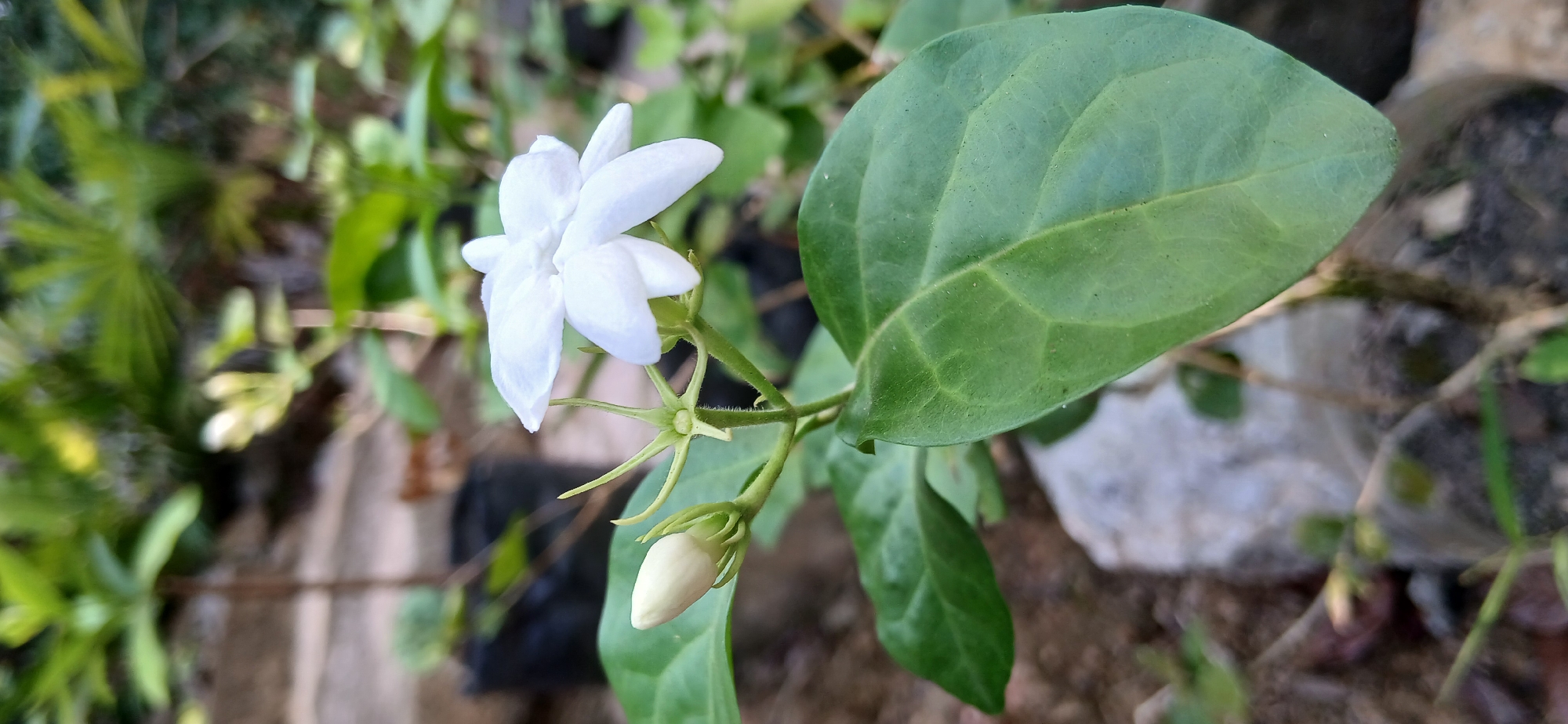 A close-up, vertical shot shows a blooming white jasmine flower and an unopened bud on a green stem. The flower has delicate, layered petals, and the bud is smooth and ovular. The leaves are a deep green, with visible veins. The background is blurred, suggesting an outdoor setting with more foliage and dark nursery pots. The image is well-lit, with natural light highlighting the textures and colors of the plant. The scene appears to be in a garden or nursery in Samarinda, Indonesia.