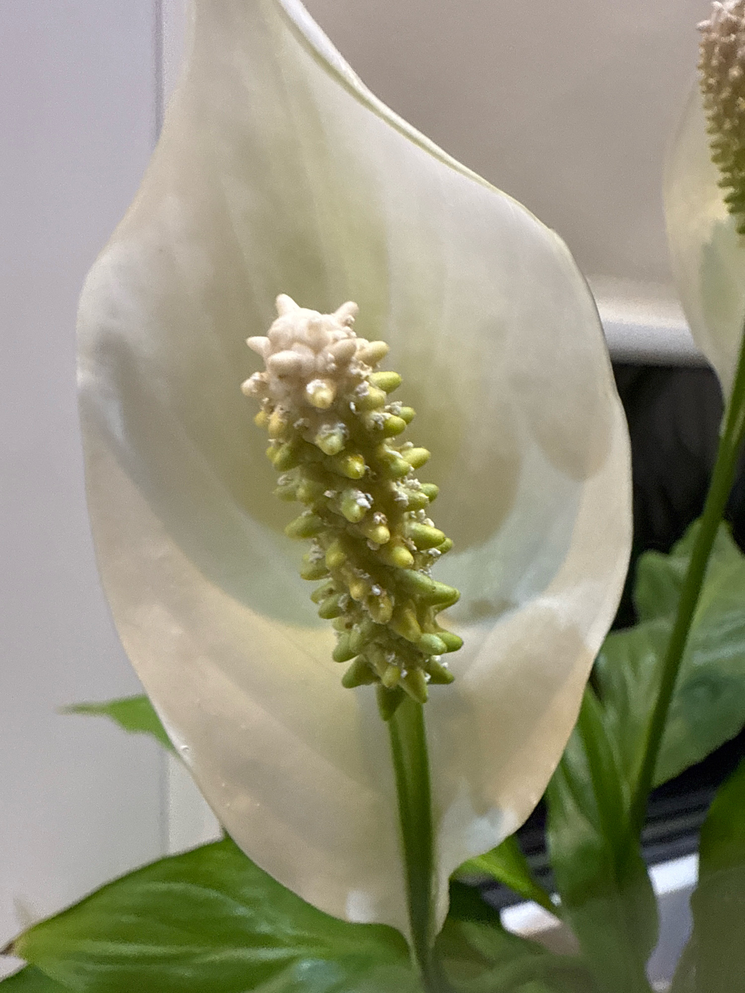 The image shows a close-up of a white peace lily flower with a spath and spadix. The spath is a large, white, leaf-like structure that enfolds the spadix, which is a cylindrical spike bearing numerous small flowers. The spadix in this image appears to be developing, with small green buds and some white, fuzzy structures on its surface. The background is softly blurred, with hints of green leaves and a light-colored wall. The lighting is soft and diffused, highlighting the delicate textures of the flower. This image was taken in Głowno, Poland.