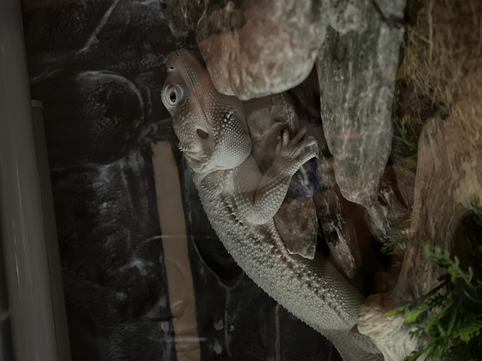 A bearded dragon is clinging to a rock formation inside a terrarium. The terrarium has a dark, textured backdrop. The dragon is pale in color, with a spiky texture on its body. Green artificial plants are visible near the rocks. There is a vertical, cylindrical object near the left edge of the frame. The location in Khimki, Russia is not discernible from the image.