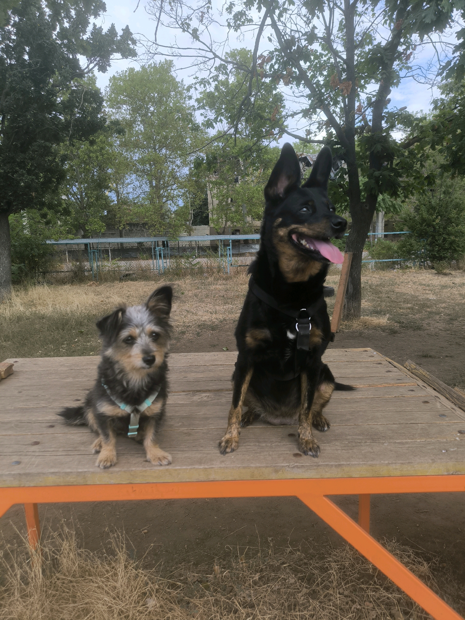 Two dogs are sitting on a wooden platform outdoors, with a fence and trees in the background. The dog on the left is small and has grey and brown fur, wearing a light blue harness. The dog on the right is larger, with black and brown fur, wearing a black harness. Both dogs are facing the camera. The platform is elevated and has an orange frame. The ground around the platform is covered with dry grass and dirt. In the background, there is a blue fence with metal supports, and further behind that, several trees with green foliage. The sky is overcast. This scene appears to be in an outdoor dog park or a similar recreational area within the city of Mykolaiv, Ukraine, likely a fenced-in area designed for dogs to exercise and socialize.