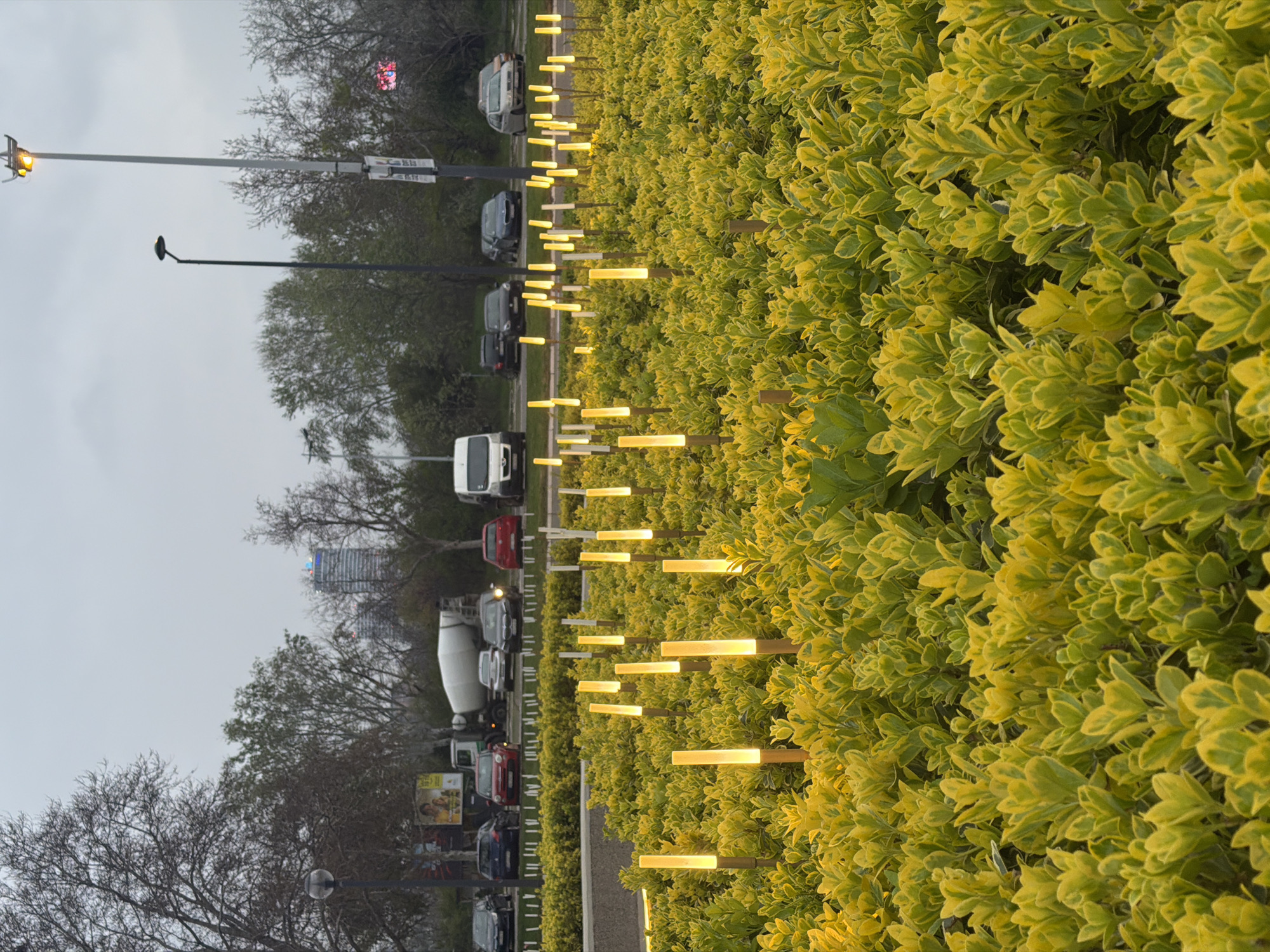 The image depicts a line of cars parked along a street adjacent to a dense hedge with yellow and green variegated leaves. Embedded within the hedge are evenly spaced, horizontal light fixtures that are illuminated. In the background, beyond the cars and trees, is a building with a blue and white roof, indicative of a modern architectural style. The overall tone of the image is subdued, suggesting either early morning or late afternoon lighting. Considering the style of the hedge, the light fixtures, and the architectural style in the background, it is consistent with an urban setting in Belgrade, Serbia.