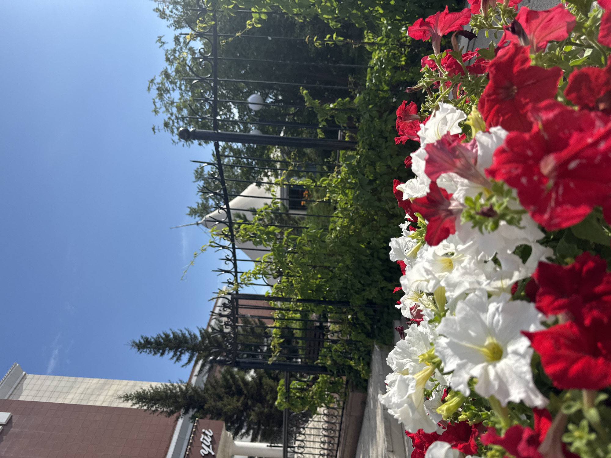 A close-up shot showcases a vibrant display of red and white petunias in full bloom, cascading down from a planter box. The flowers are the primary subject, with their petals sharply in focus, creating a rich tapestry of color against a blurred background.
Behind the flowers, a black metal fence with ornate scrollwork can be seen, separating the planter from a lush green hedge. Beyond the hedge, elements of an urban setting emerge. A modern building with a brown and white facade is visible, its architectural lines softened by the greenery. A tall, dark green evergreen tree stands near the building, adding a touch of natural contrast.
The sky above is a clear, bright blue, indicating a sunny day, likely mid-morning or early afternoon given the quality of light. The overall scene suggests an outdoor setting in a well-maintained public space or park, possibly in a city. The image is oriented vertically, with the flowers occupying the right side of the frame and the sky and buildings on the left.
A subtle detail is visible on the side of the building: a sign with white lettering that appears to read "yui" in a stylized font. This, combined with the Kokshetau, Kazakhstan location context, hints at the specific origin of the photograph. The mood is cheerful and lively, largely due to the abundance of colorful flowers. There are no people or animals present in the frame. The focus is solely on the natural beauty of the flowers and the surrounding urban landscape.