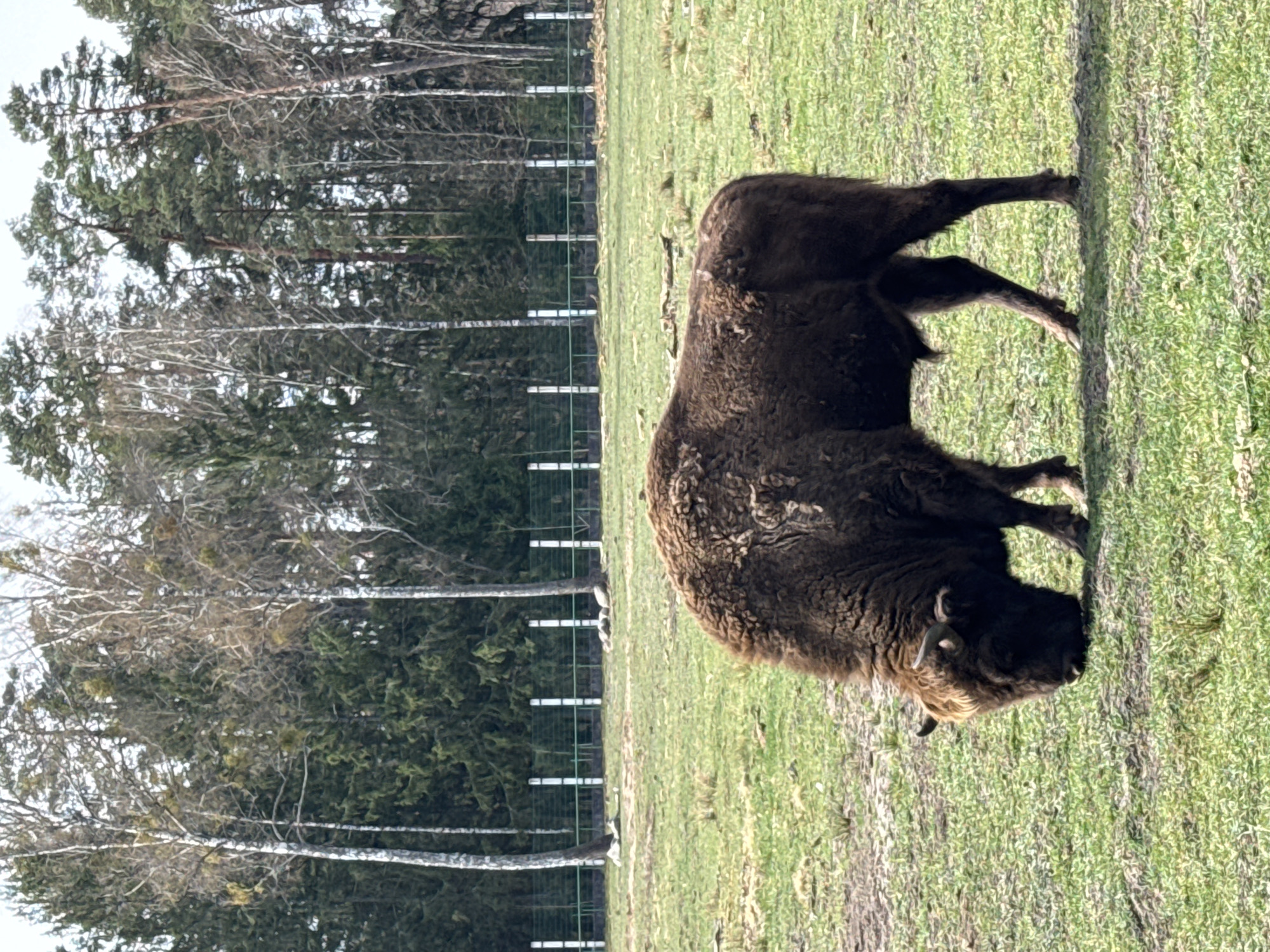 A bison is standing in a grassy field, with trees in the background. The scene is in Камянюцкі сельскі Савет, Belarus. A fence is visible between the bison and the trees. The bison has dark brown fur.