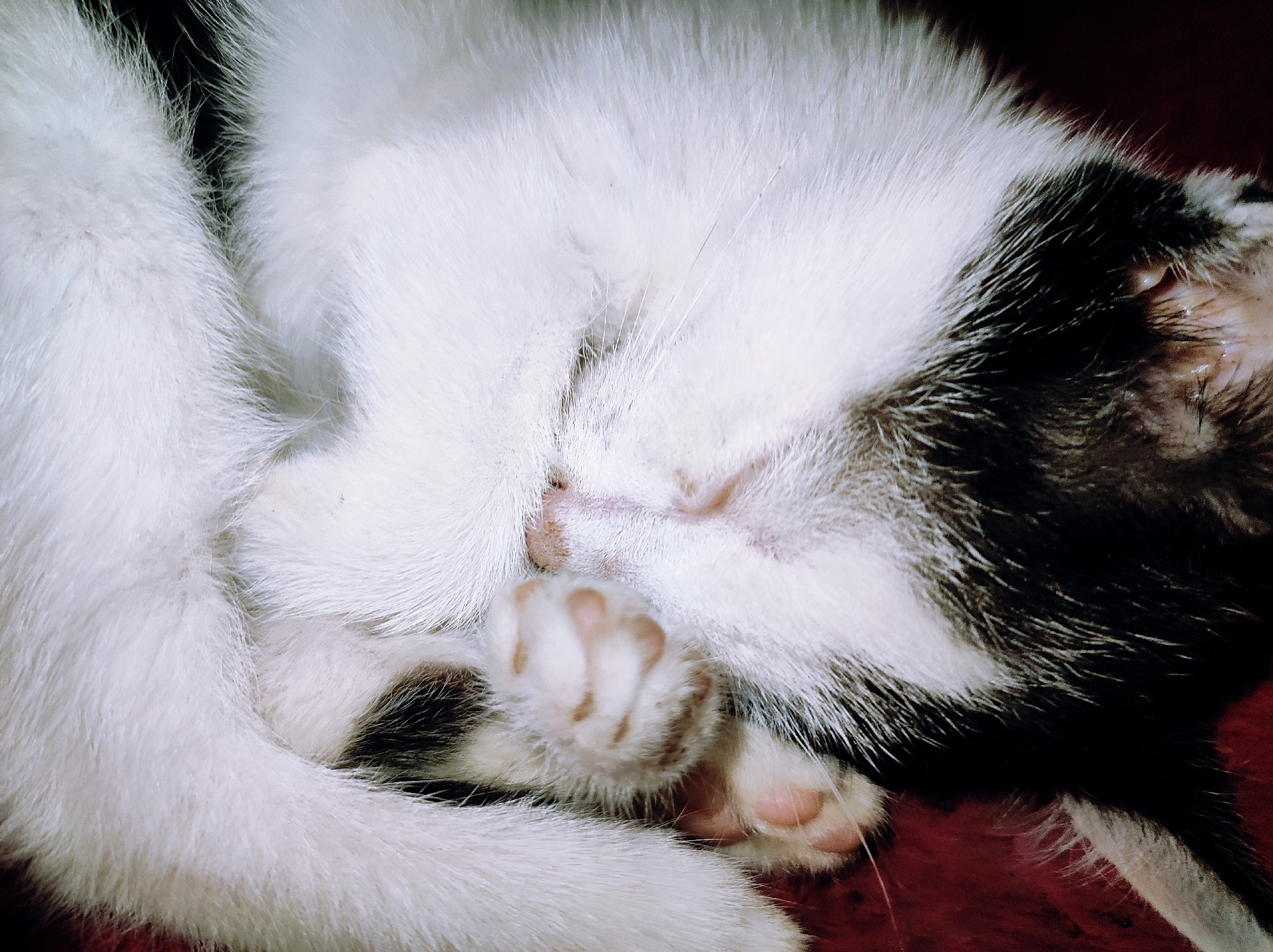 A close-up shot features a sleeping cat with white and black fur. The cat is curled up, with its paws near its face. The background is a dark red surface. The image does not provide information that indicates the presence of any specific location, let alone one in Jos, Nigeria.