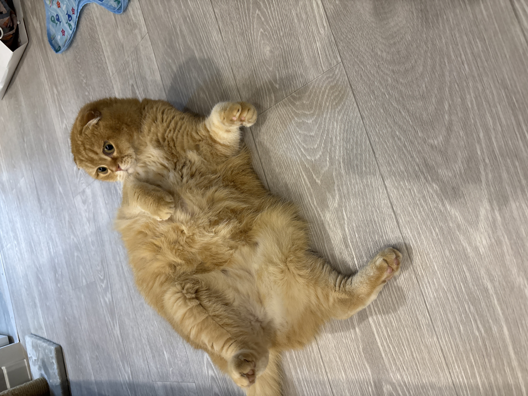 An orange tabby cat lies on its back on a light-colored wooden floor. The cat has folded ears and is looking up and to its right. Its front paws are raised, and its belly is exposed. The background is out of focus, but a blue object with fish on it and a white box are visible. The floor has a wood grain pattern.