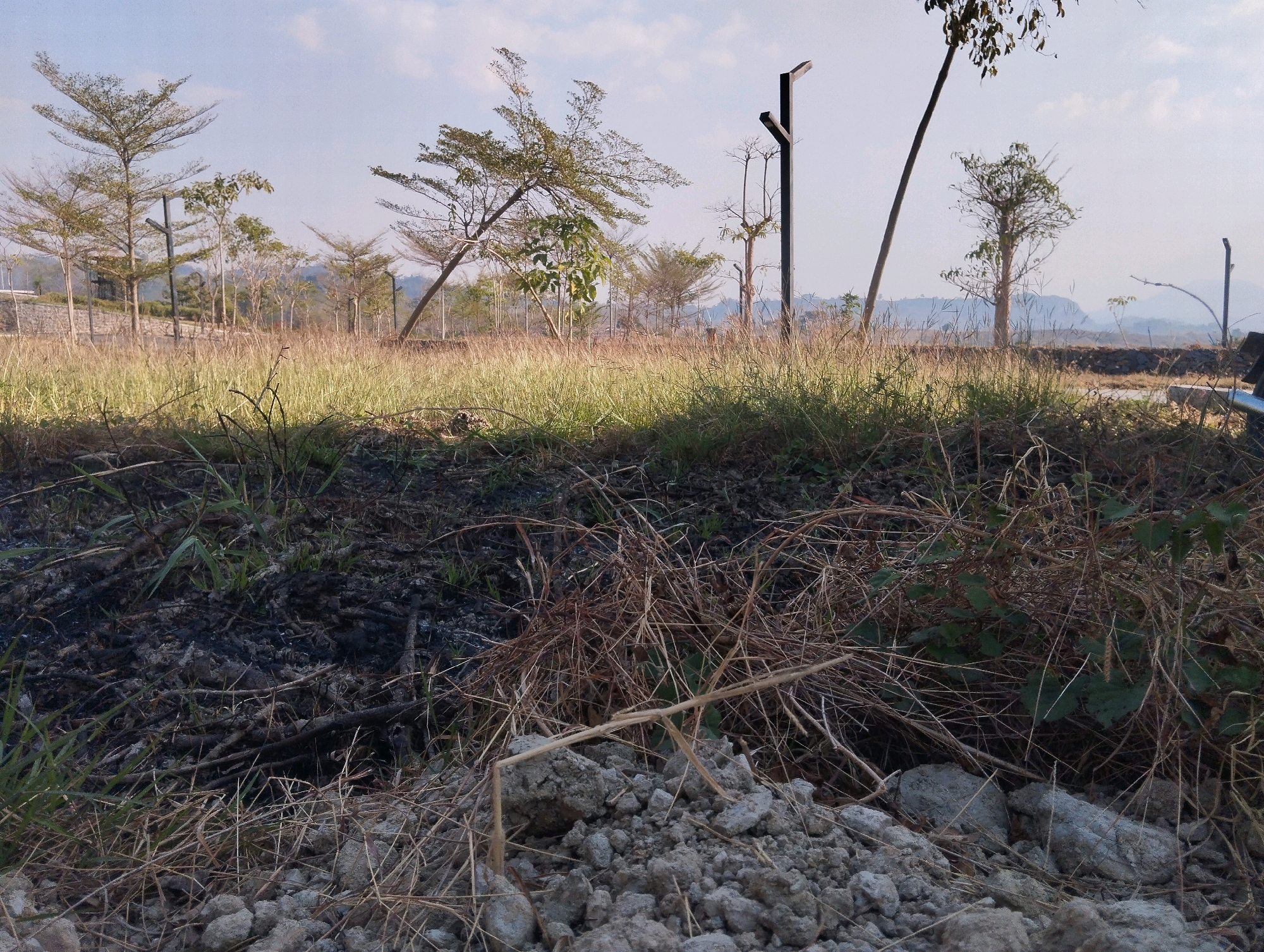 This is a photograph of an outdoor scene in Kedungsumber, Indonesia. The foreground is dominated by rough terrain with stones, dry grass, and what appears to be charred debris. In the middle ground, there is a field of dry, tall grass with several trees scattered throughout. Some of these trees are leaning significantly. Two dark, modern-style lampposts are visible among the trees. The background features a hazy landscape with rolling hills and a light blue sky with some clouds. The overall impression is of a dry, somewhat unkempt natural area, possibly undergoing development or recovery.