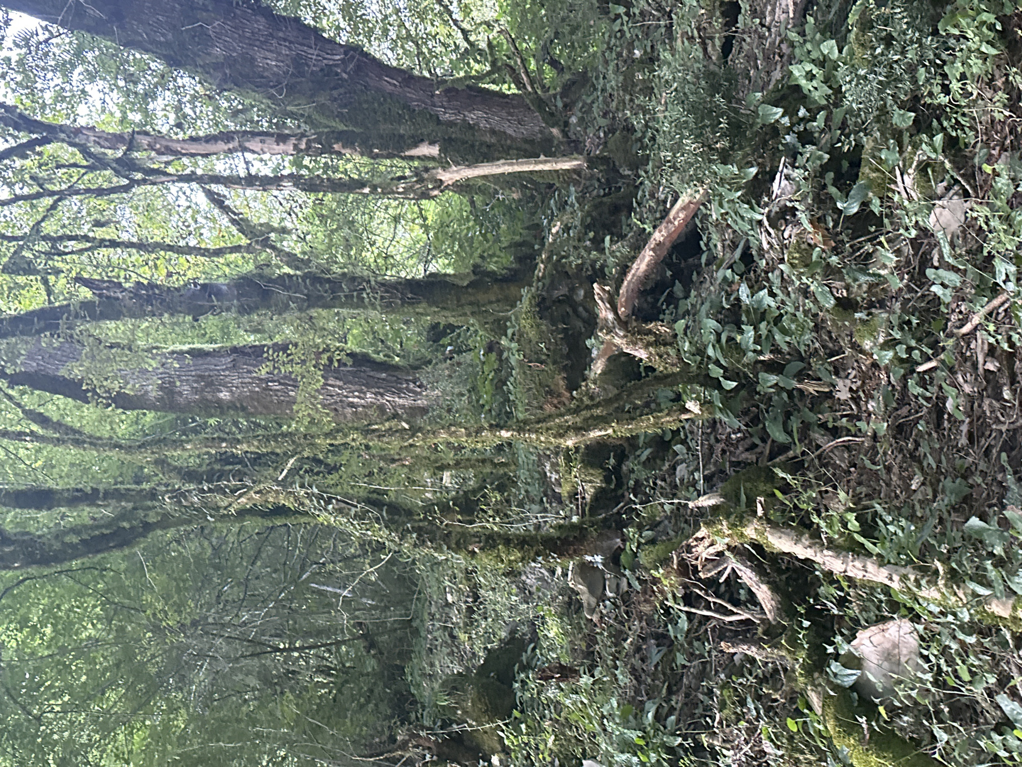 The image shows a dense, overgrown forest floor with moss-covered trees. Sunlight filters through the canopy, illuminating patches of green foliage and fallen branches. The terrain appears uneven and rocky, with abundant undergrowth.