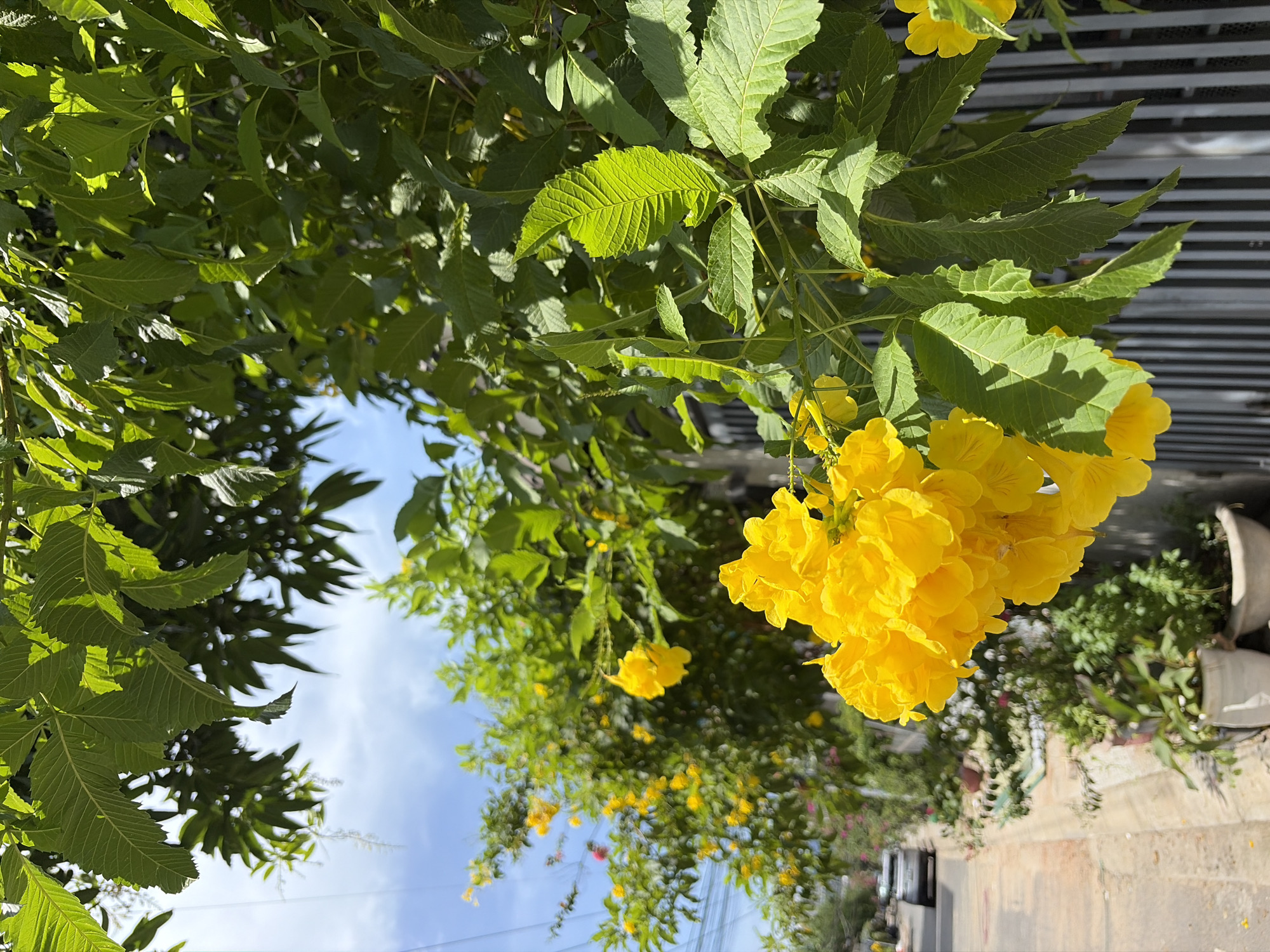 This image depicts a street scene in Đà Nẵng, Vietnam, featuring lush green foliage and vibrant yellow flowers in the foreground. A cluster of bright yellow trumpet-shaped flowers hangs prominently on the right side of the frame, partially obscuring a black metal fence. To the left, more yellow flowers are visible on a larger shrub or tree, interspersed with green leaves. The background shows a residential street with a sidewalk and a paved road. A silver car is driving down the road, and several potted plants are arranged along the sidewalk. The sky above is a clear blue with some wispy white clouds. The overall impression is one of a sunny day in a tropical urban environment.