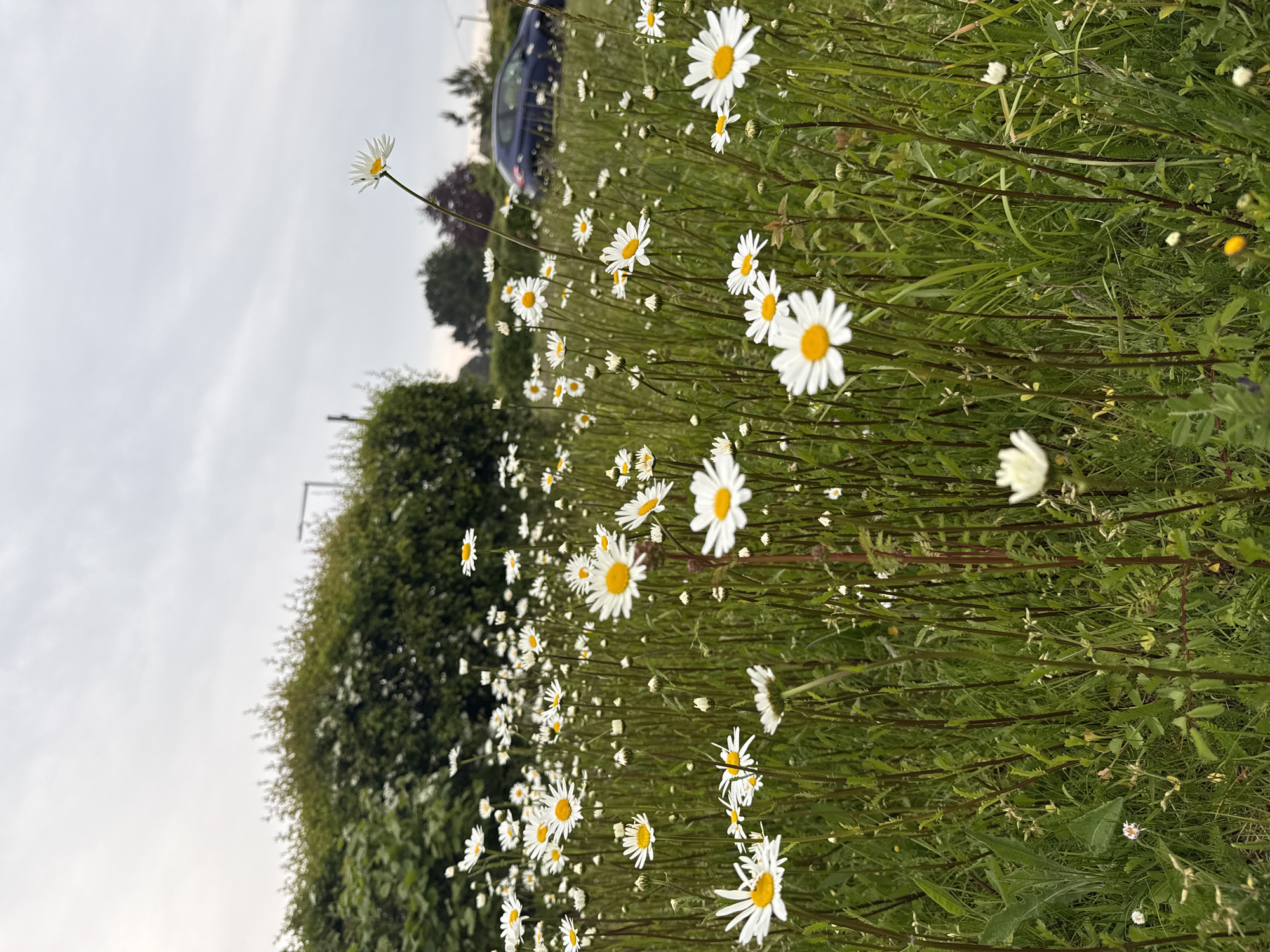 The image depicts a field of daisies in Great Yarmouth, United Kingdom. The daisies are in full bloom, with white petals and yellow centers. They are interspersed with green grass and other vegetation. A hedge and some trees are visible in the background on the left. A car is parked in the background on the right. The sky is overcast.