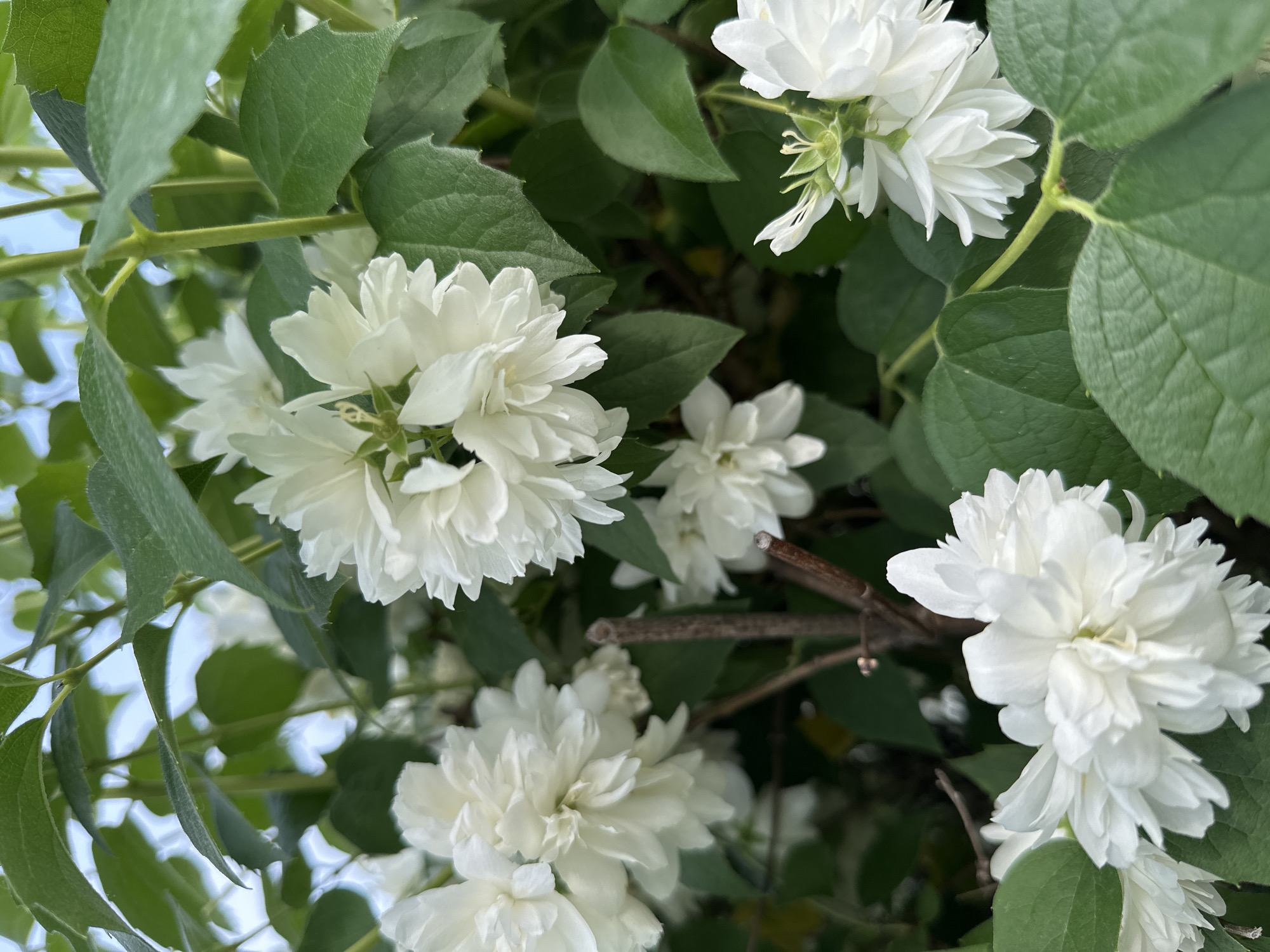 This is a close-up, eye-level, outdoor shot of white, double-petaled flowers of a mock orange shrub (likely Philadelphus 'Double' varieties). The flowers are clustered and have a slightly ruffled appearance. The shrub has lush green leaves that fill the background and frame the flowers. Some thin, brown branches are visible amongst the foliage. The lighting suggests it is daytime, possibly overcast or early morning/late afternoon due to the soft shadows. The overall scene is natural and botanical. The location is Unknown, Unknown.