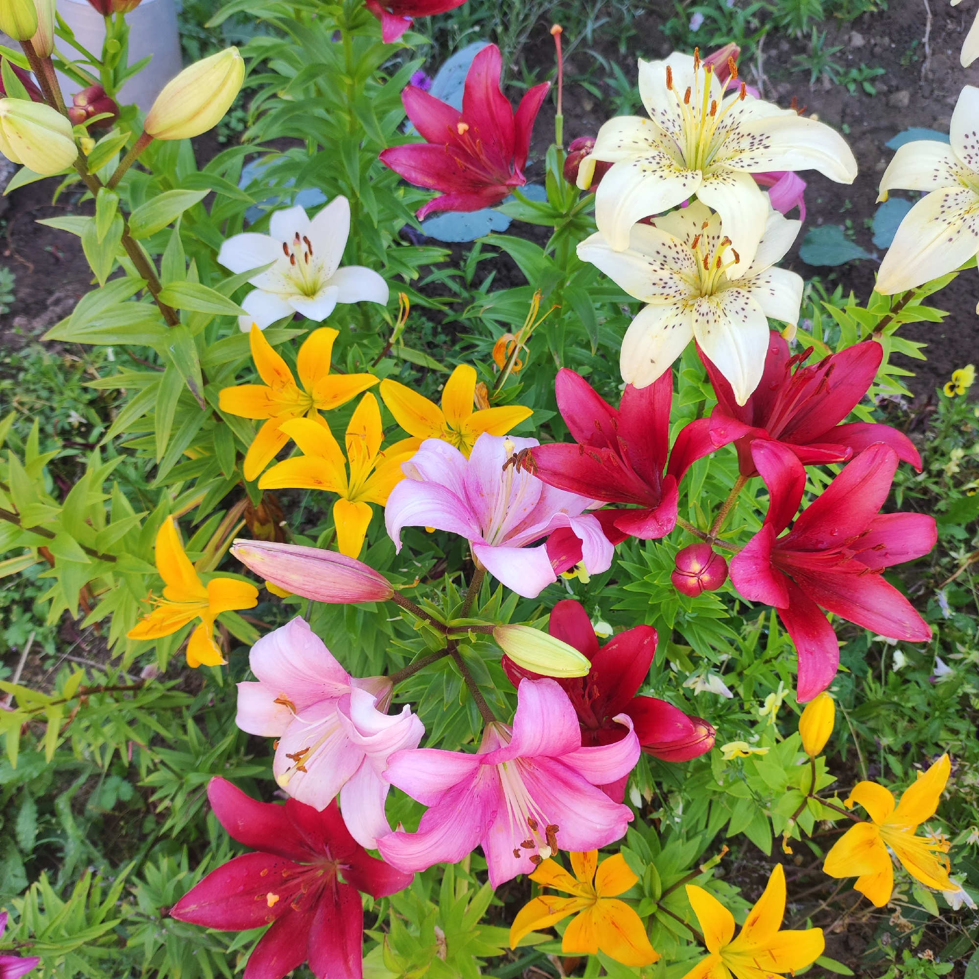 This is a close-up, eye-level, outdoor photograph of a vibrant cluster of lilies in bloom. The lilies are arranged in a garden bed with dark soil and green foliage. The flowers exhibit a variety of colors, including deep red, bright pink, sunny yellow, pale yellow with dark speckles, and white. Some of the lilies are fully open, revealing their stamens and pistils, while others are in bud or partially open. The petals appear slightly wet, possibly from dew or recent rain. The overall impression is one of natural beauty and abundance. The image does not contain any people or specific identifiable landmarks that would indicate its location within the city of Navoloki, Russia.
