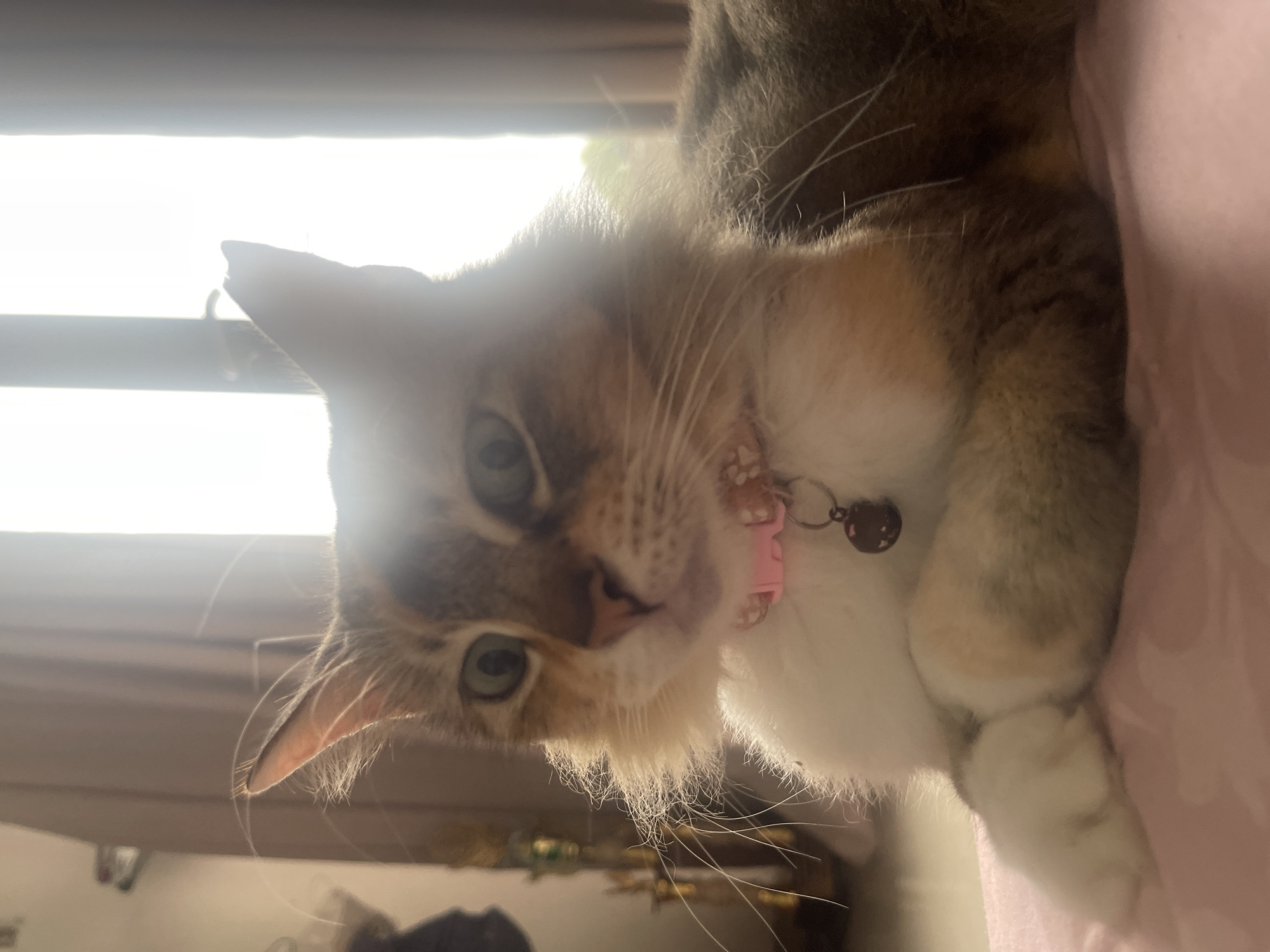 A calico cat with green eyes and a pink collar with a bell sits on a pink blanket. The cat's fur is a mix of white, orange, and brown. The cat is looking to the left of the frame. The background is blurred and consists of curtains and sunlight streaming through a window. There are no people in the image. The location is unknown.