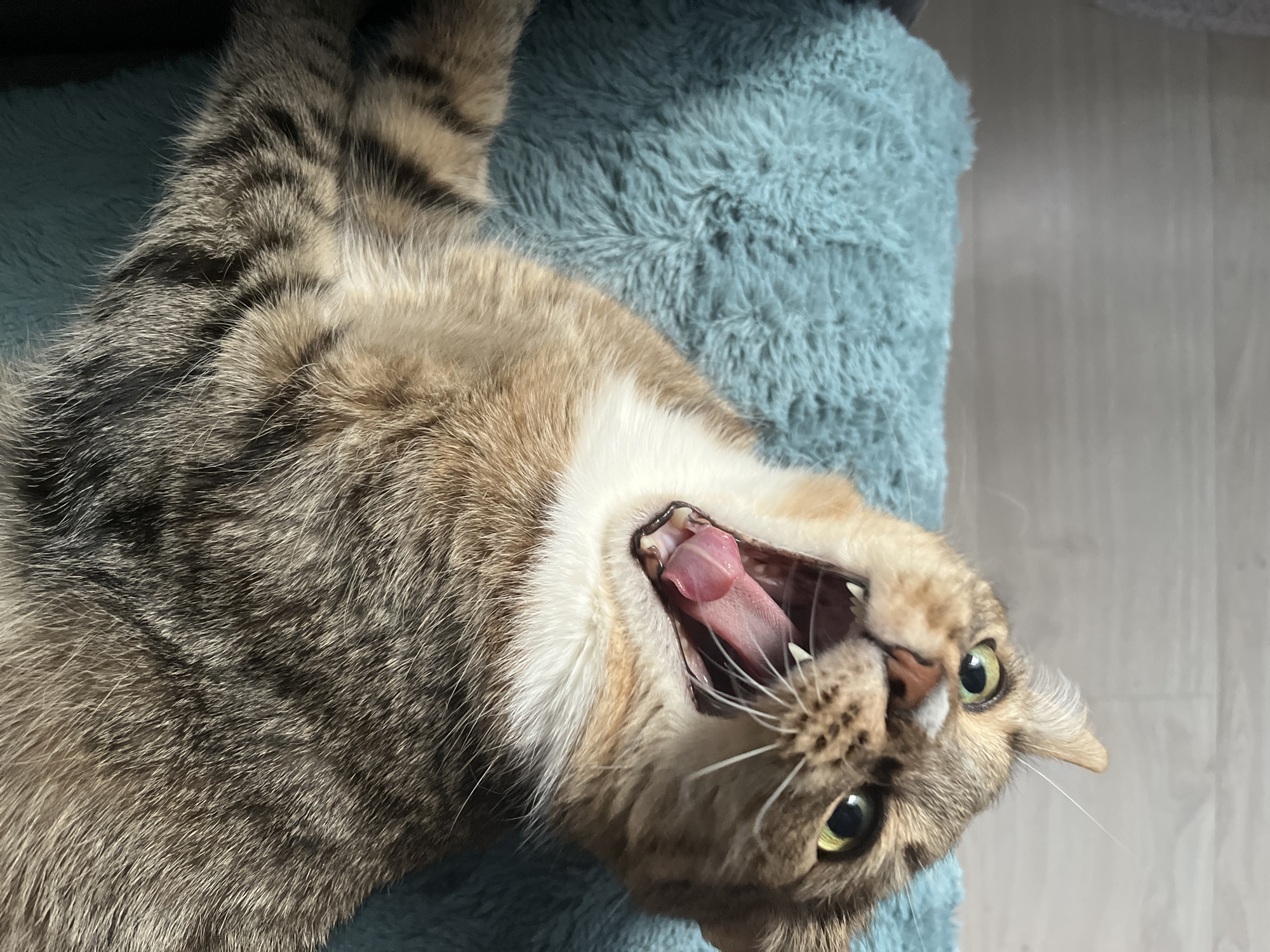 A close-up, slightly rotated image depicts a tabby cat mid-yawn. The cat lies on a soft, turquoise blanket or cushion, its head tilted backward, exposing its open mouth, pink tongue, and teeth. The cat has green eyes, a white throat, and tabby fur. The background includes a light-colored wall and a fuzzy blue surface. The location in Izhevsk, Russia, is not determinable from the visual content.
